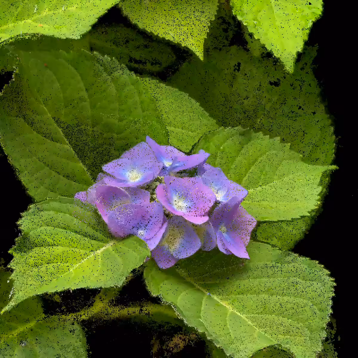 Hydrangea [NFT version]
