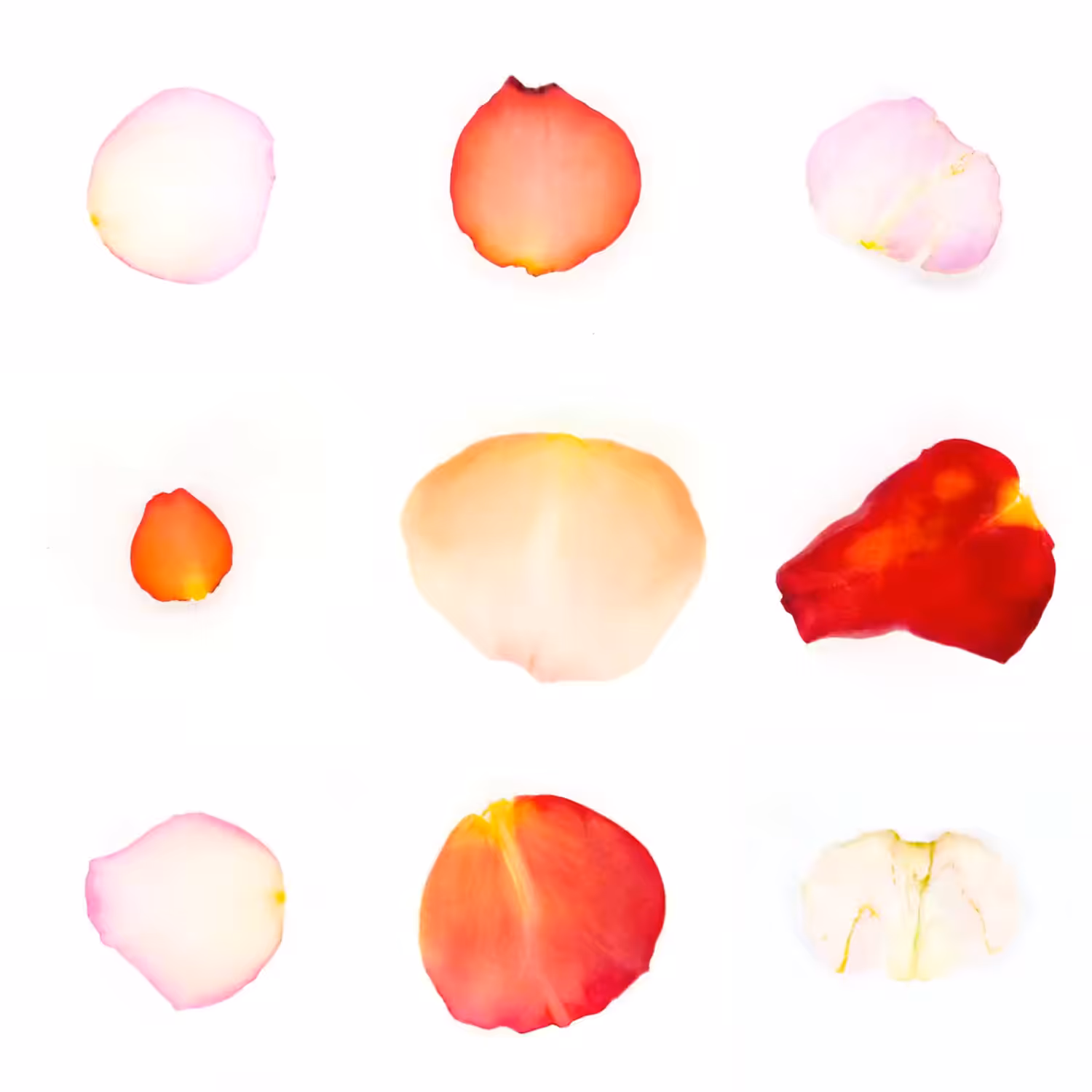 Infinite Petals 3x3#1282