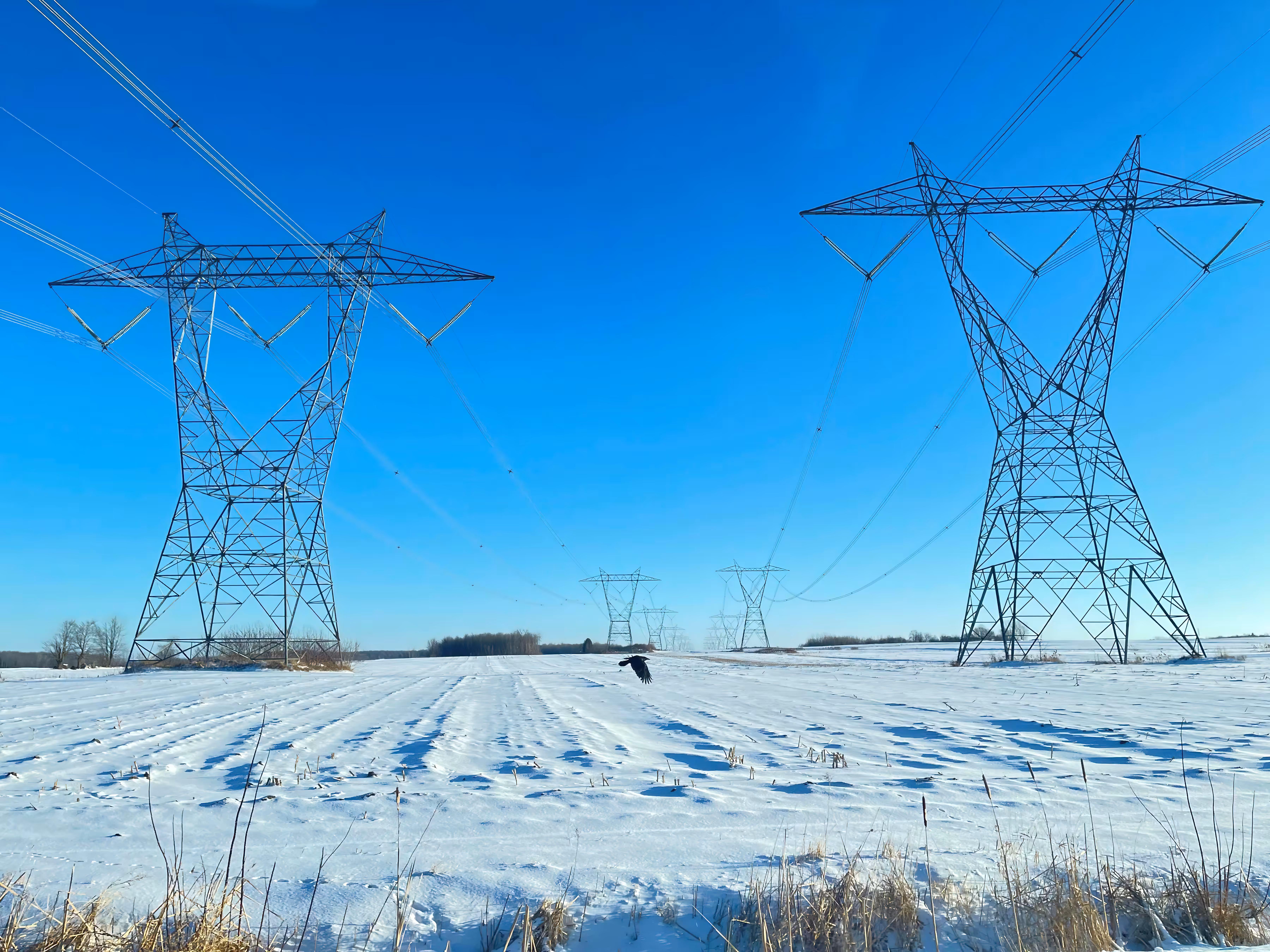 A bird between pylons.