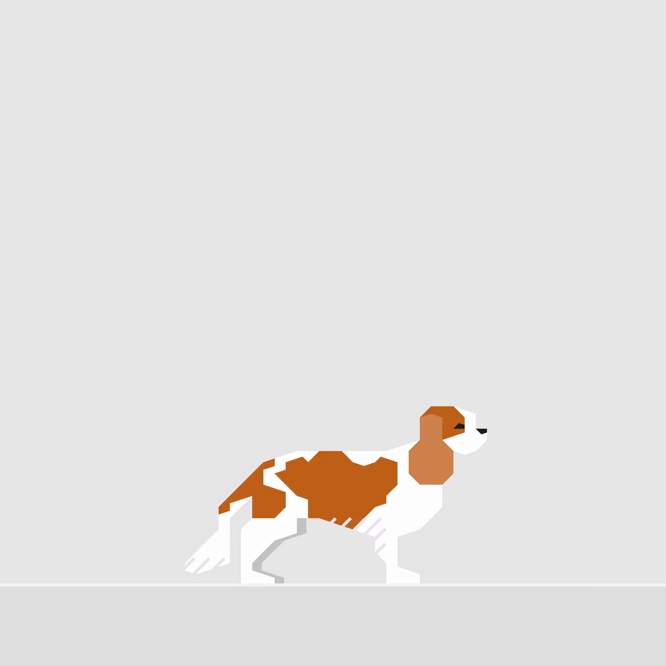 Cavalier King Charles Spaniel
