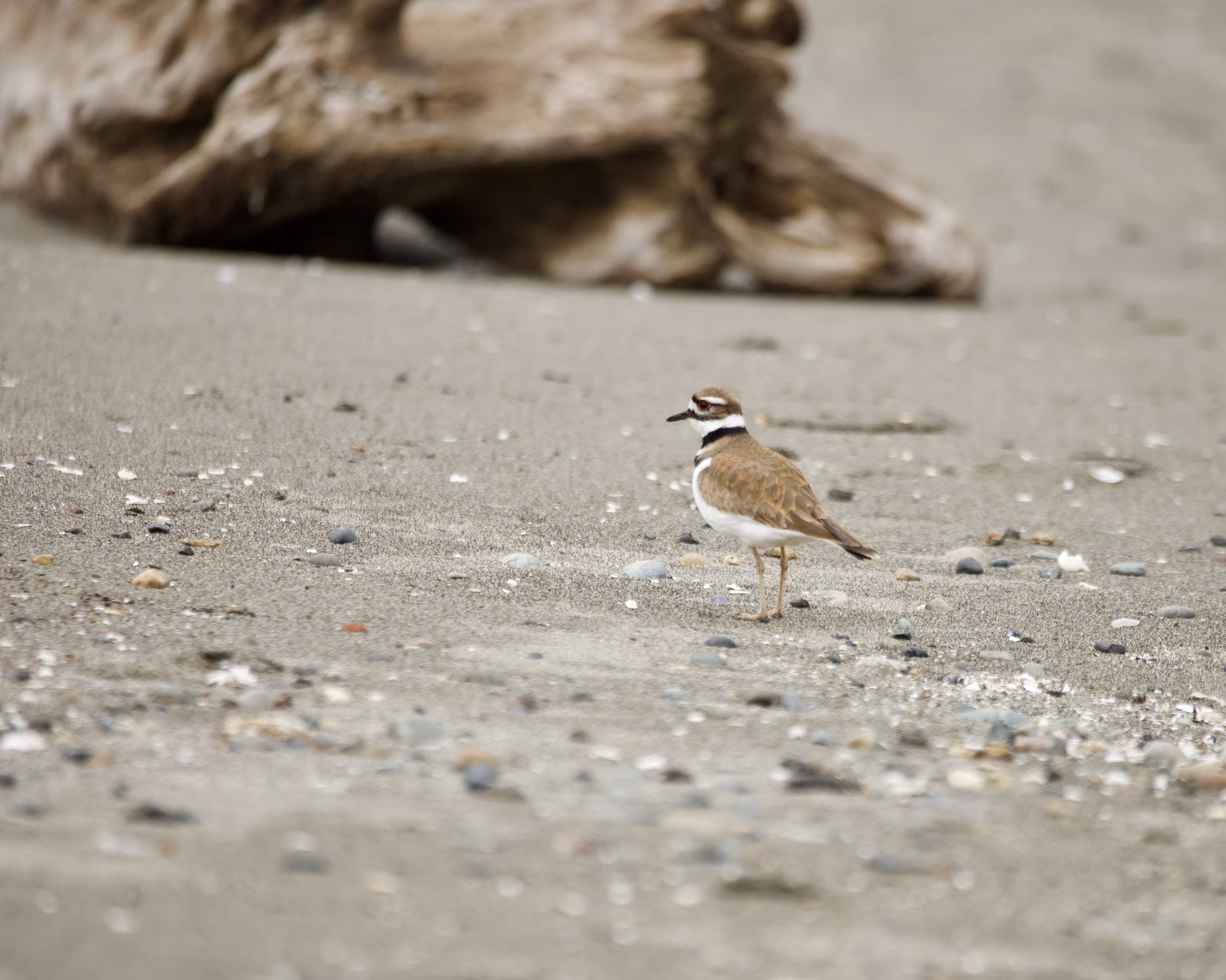 The Captain's Collection: Killdeer