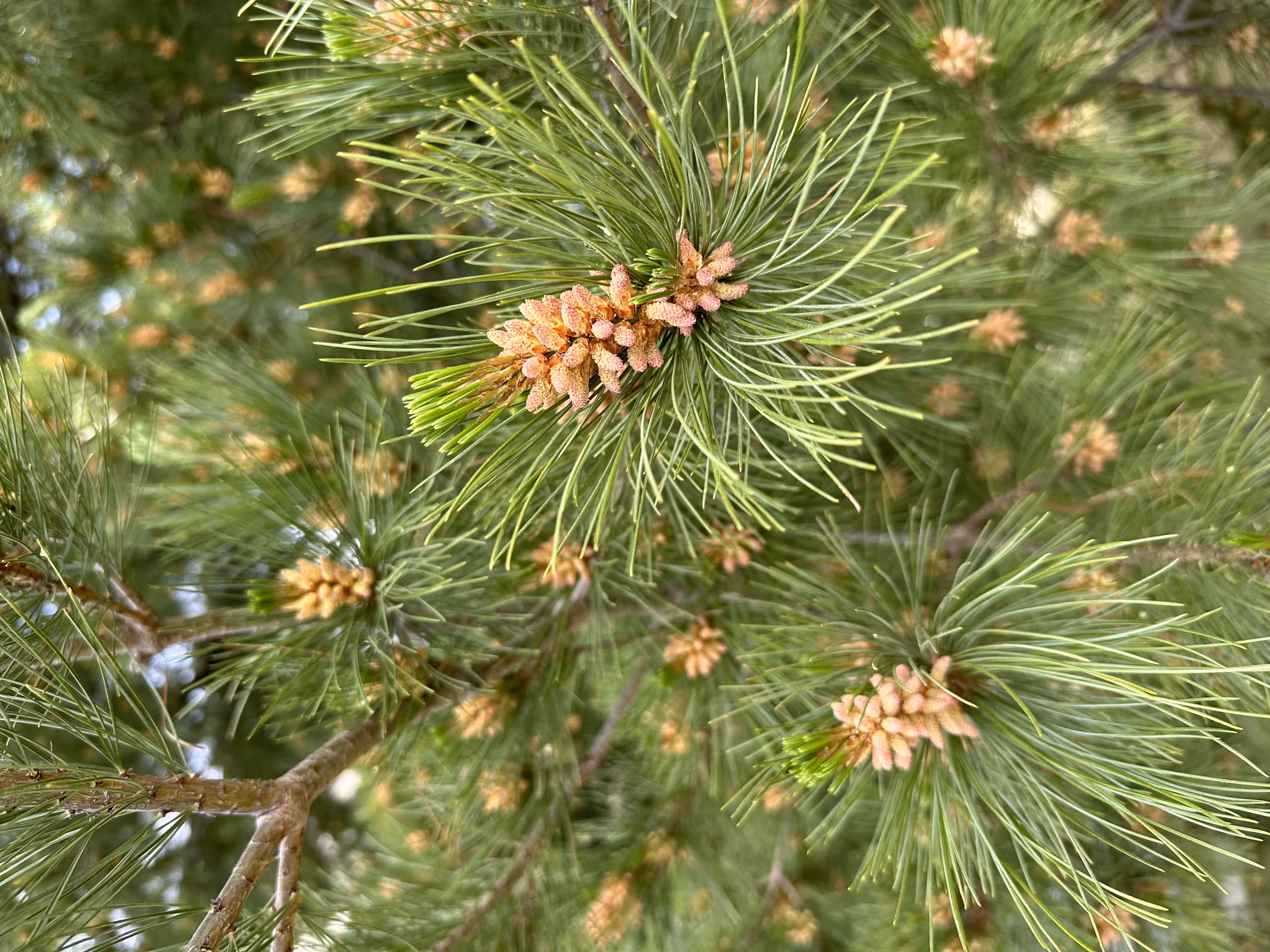 Green branch π