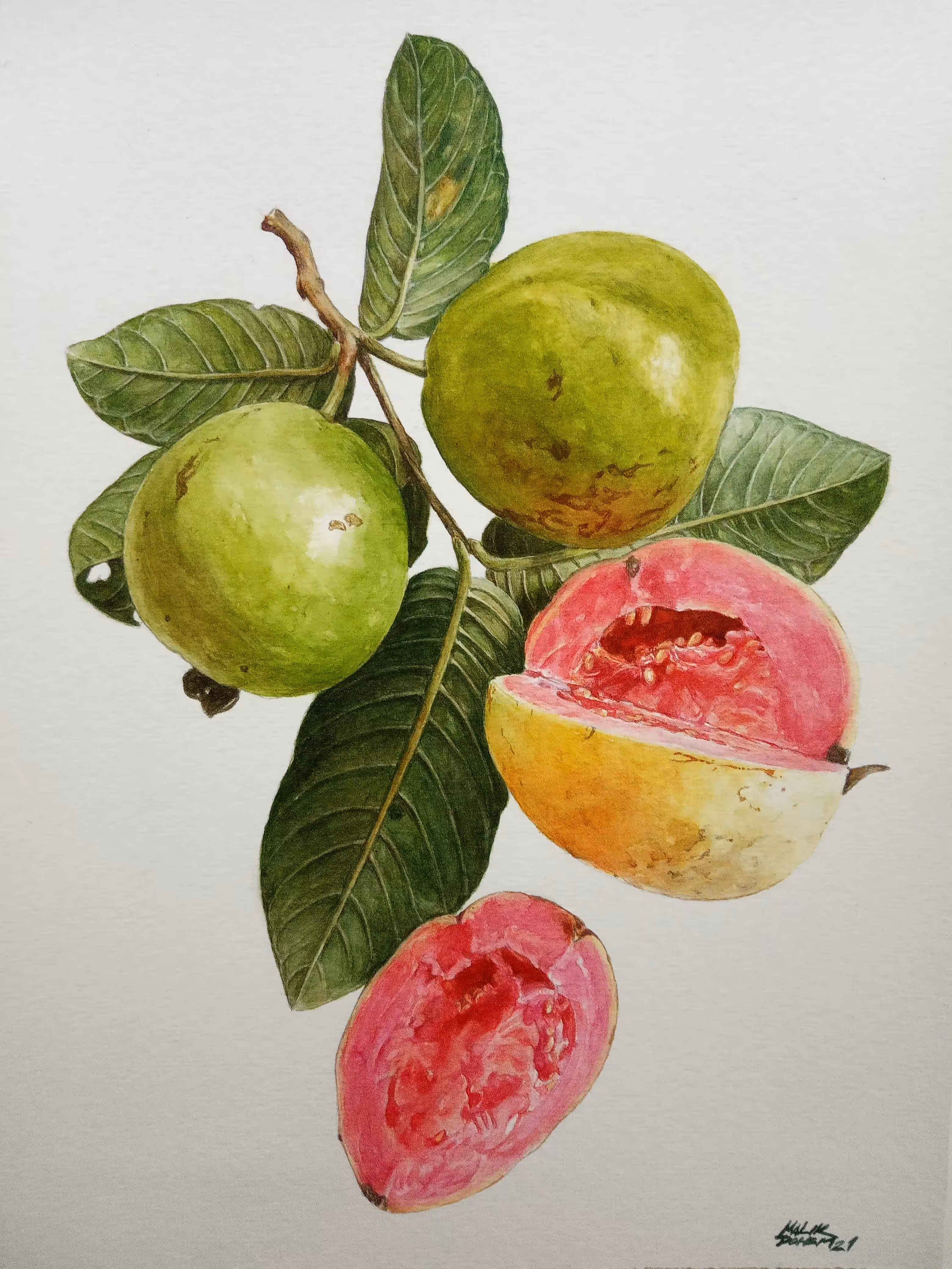 GUAVAS