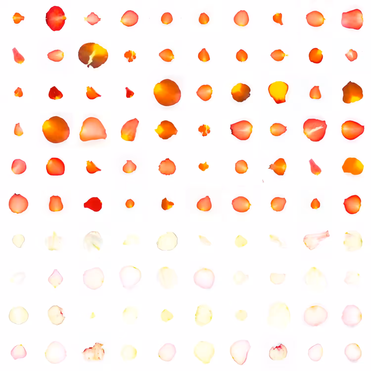 Infinite Petals 10x10#20010