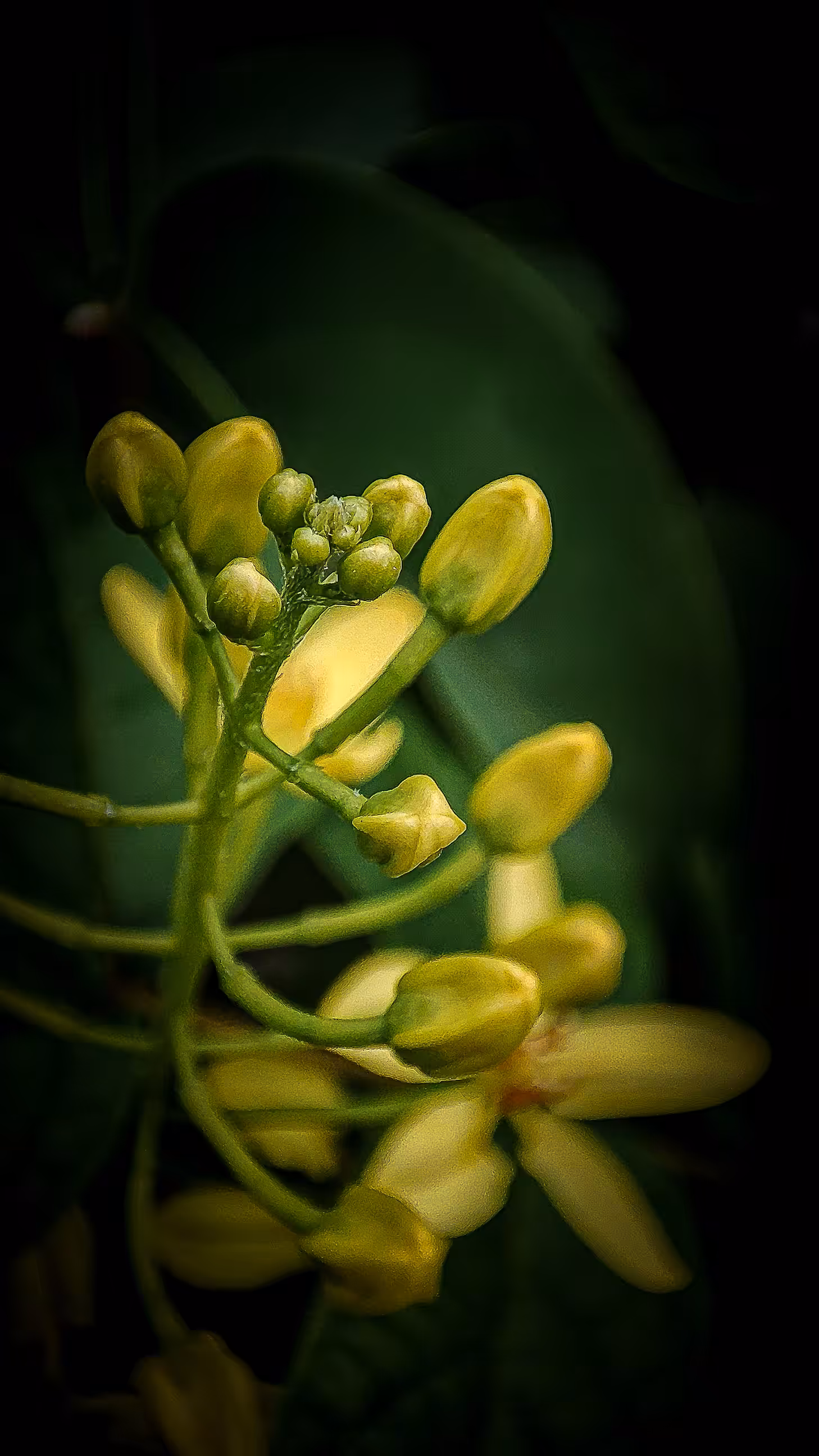 "Tristellateia Australasiae"