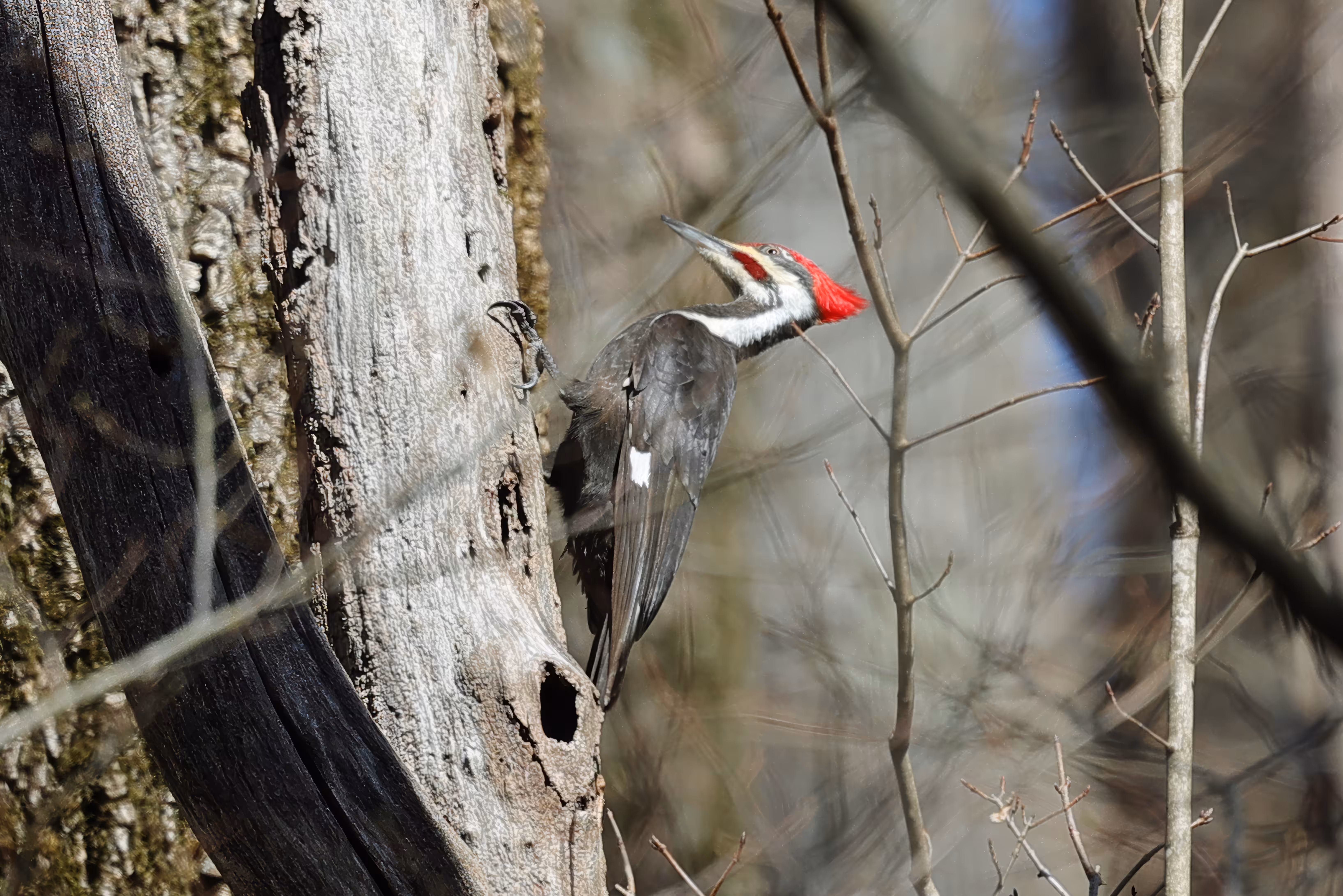 #OneToadPhotography: Pileated Woodpecker