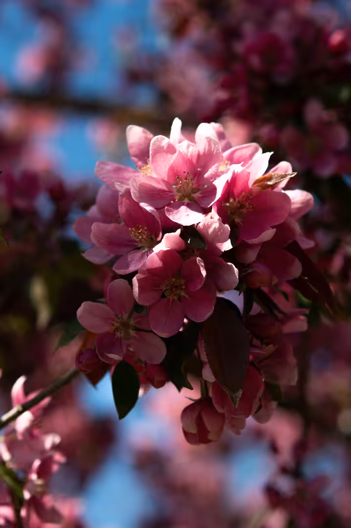 Blossom