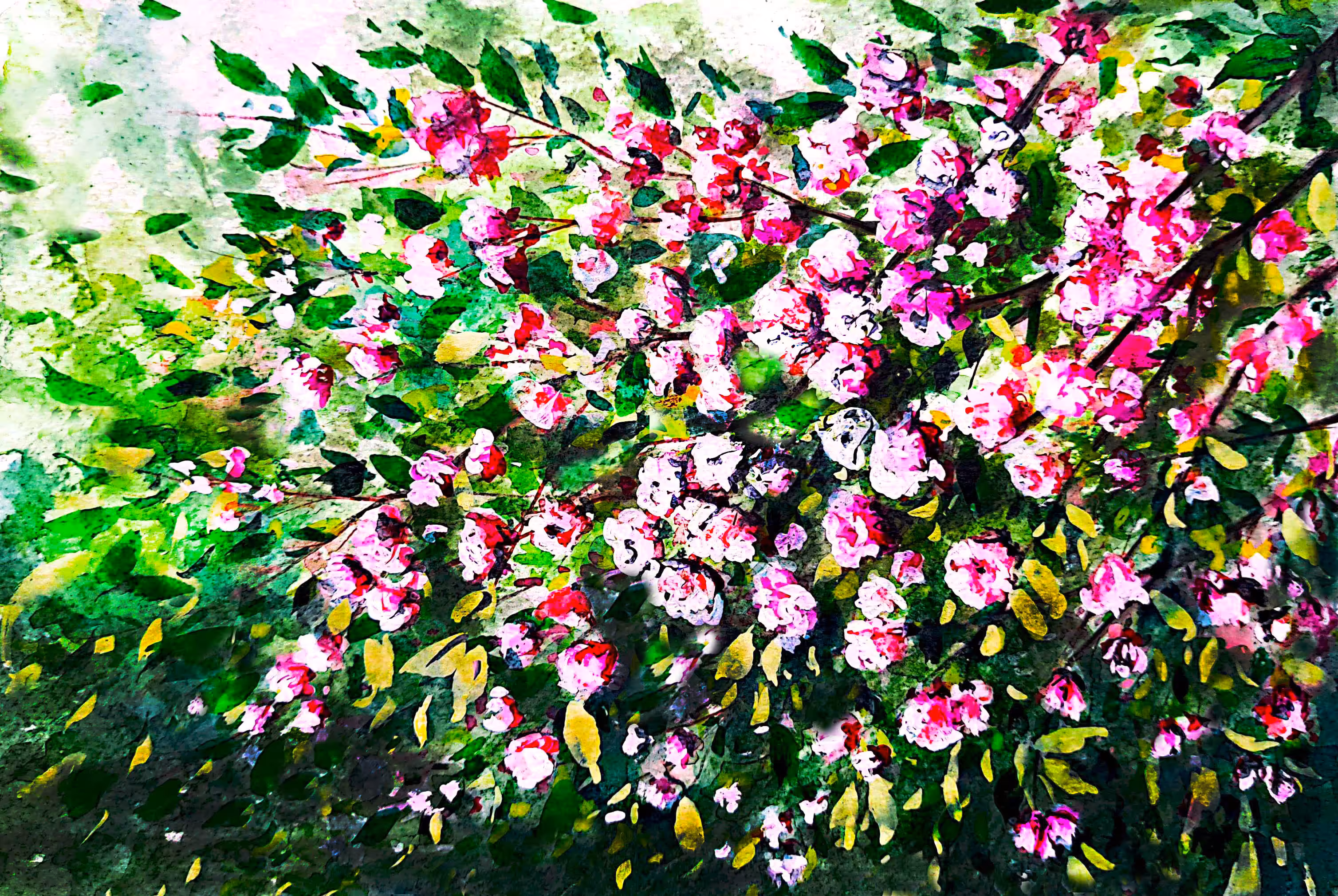 Spring blossoms
