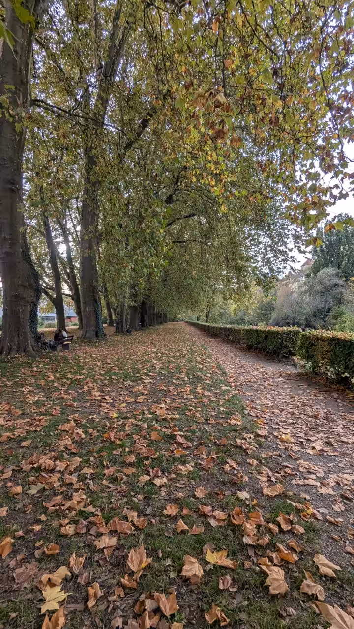 Fallen leaves 