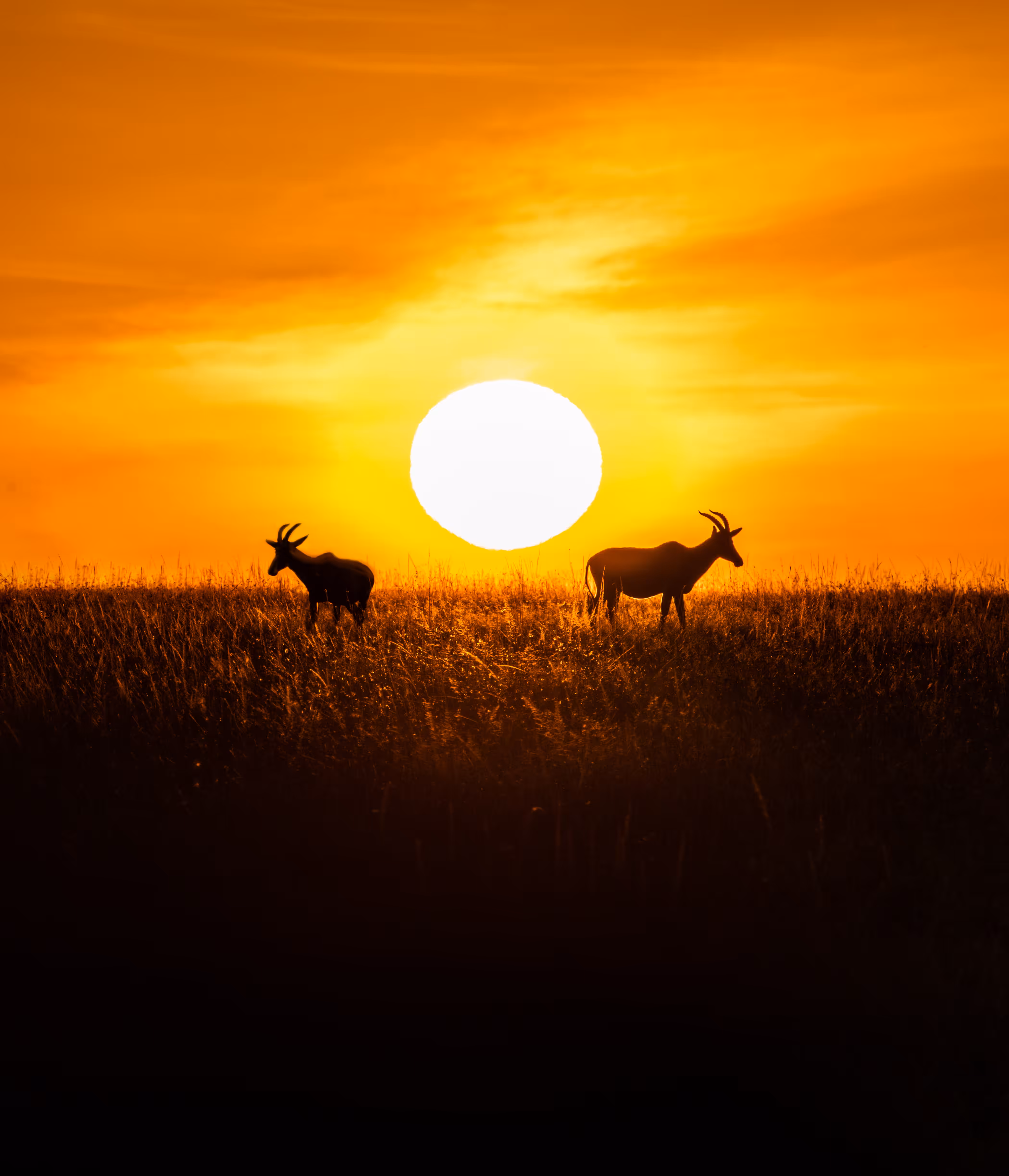 Sunrise on Masai Mara