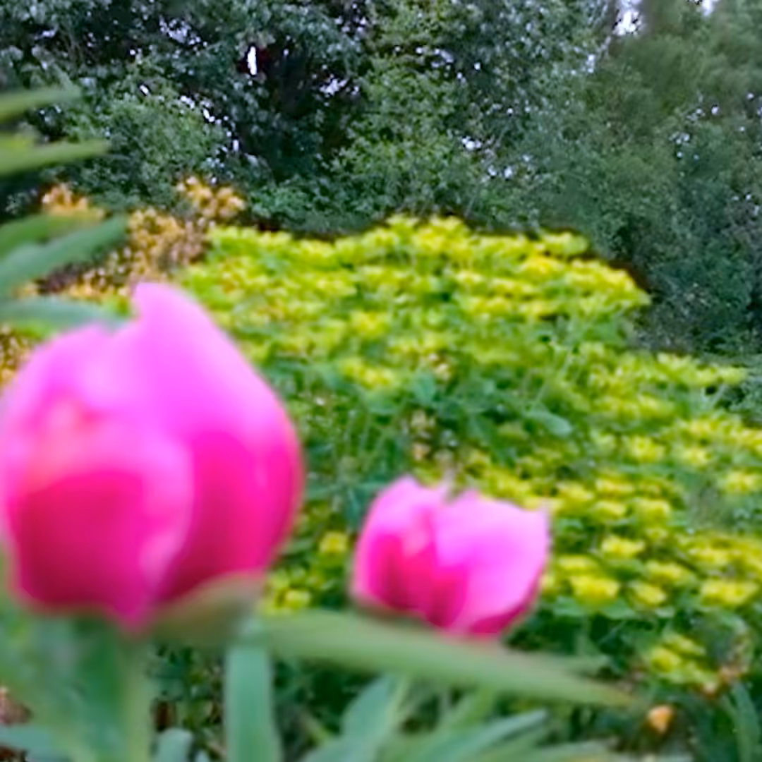 Blossoms in Motion: NFT_04