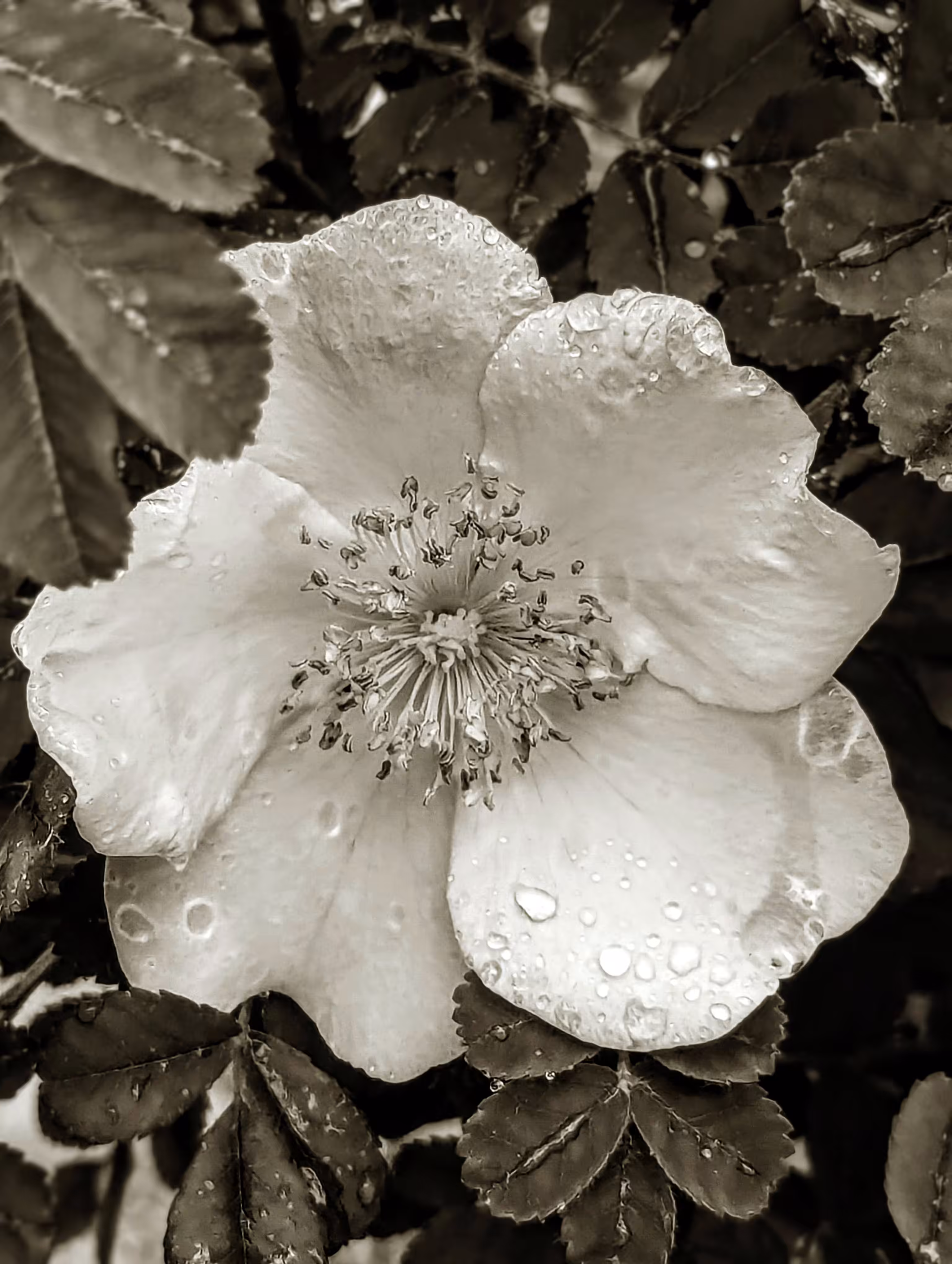 Luke_0x1 Photography : Canary bird rose