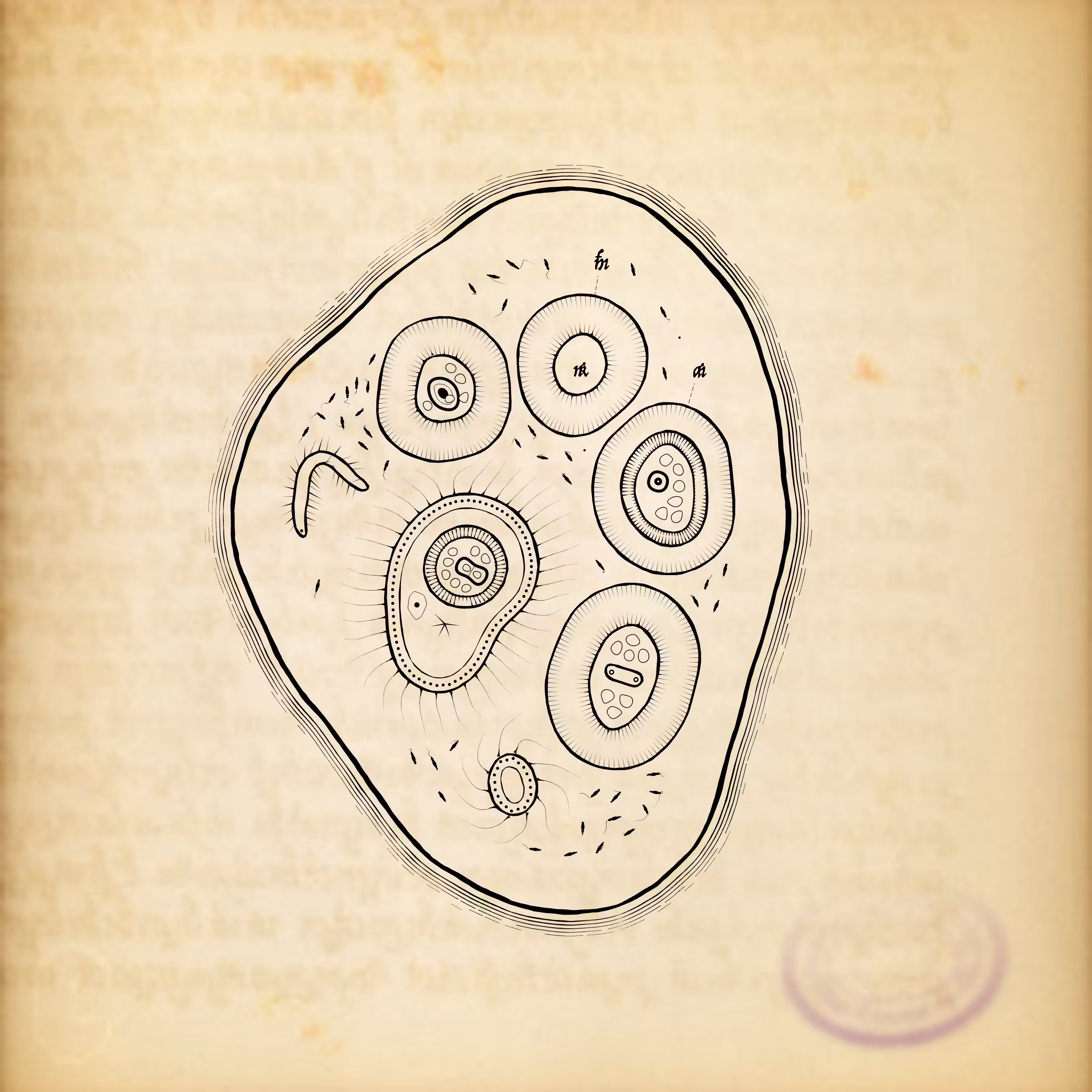 Cytographia #180