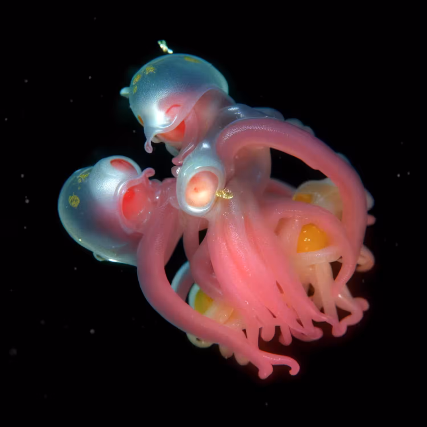 Violae Exotica