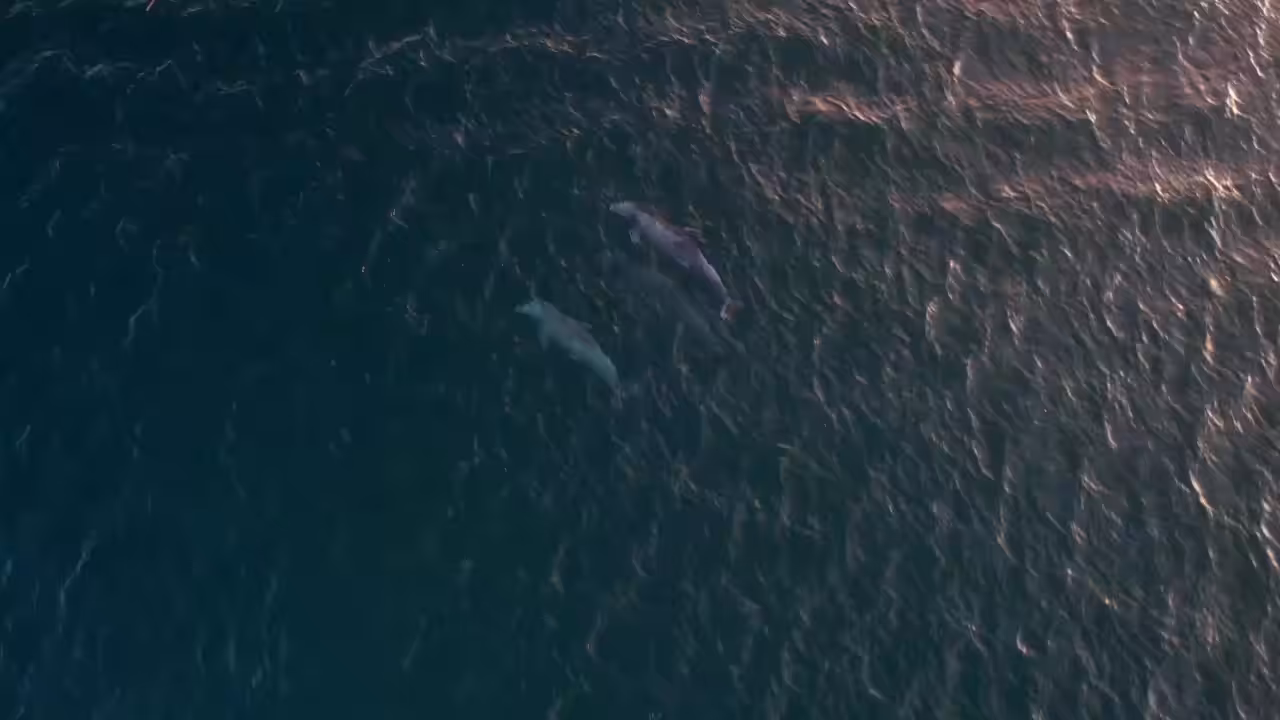 Dolphins with Pelicans above 