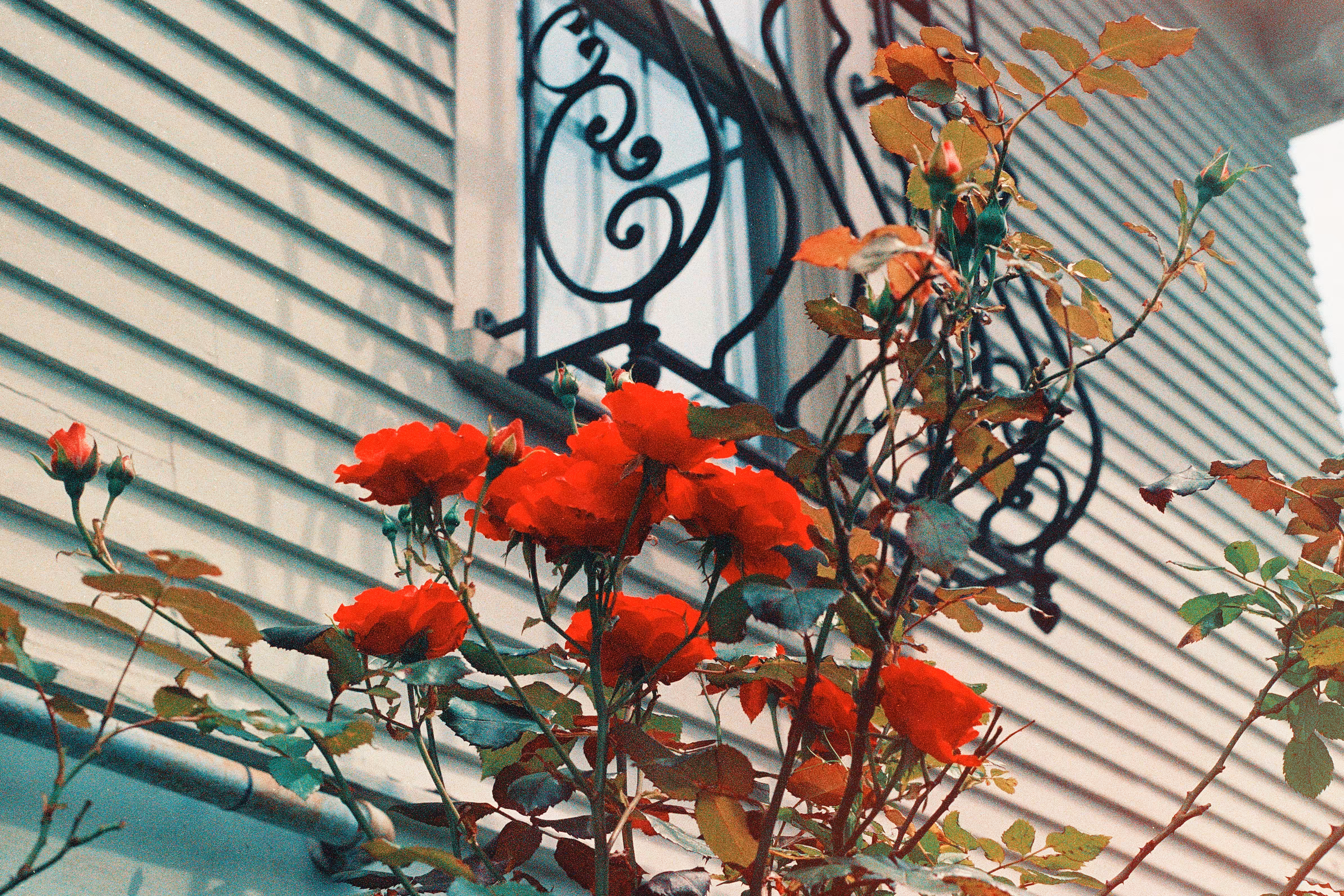 Wild Roses