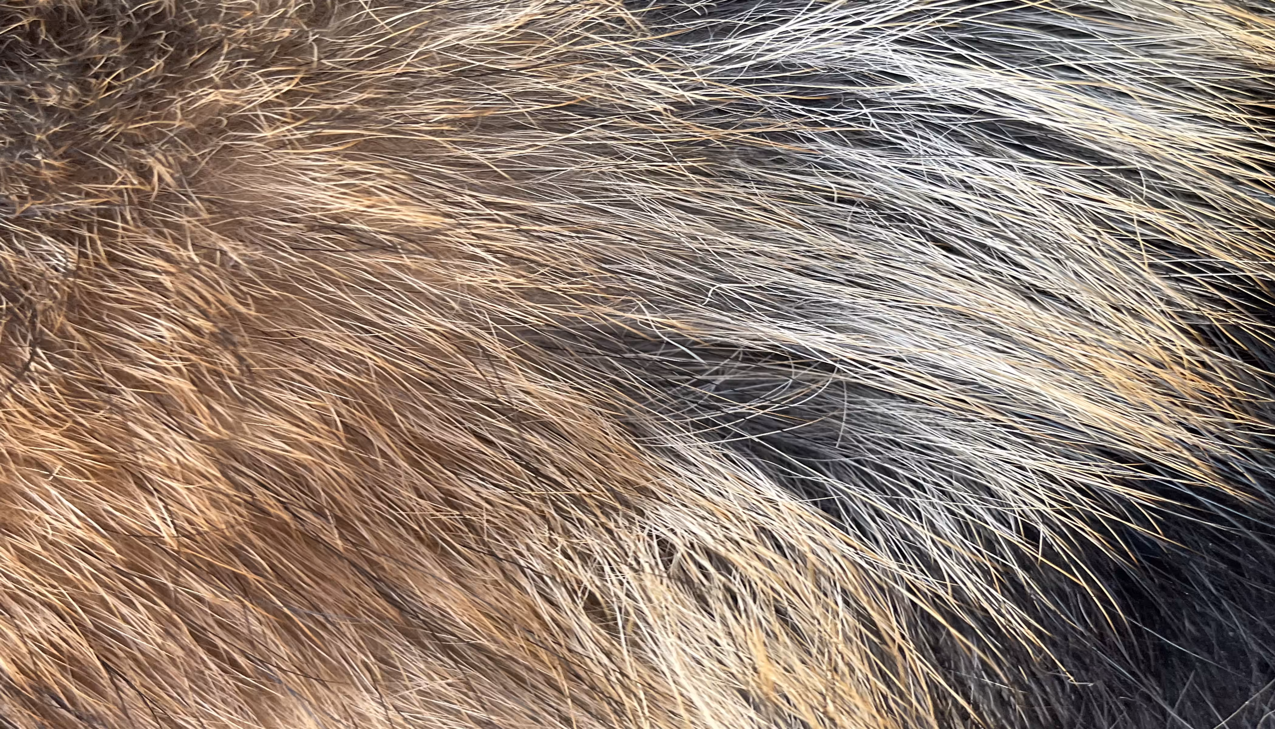 The Furs of Bella #5