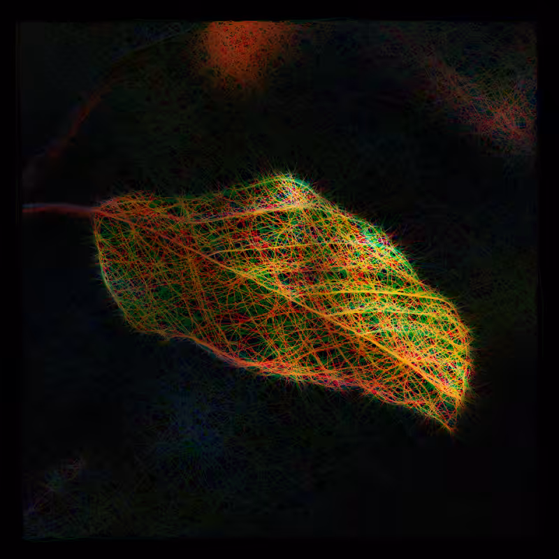 Sunset Leaf