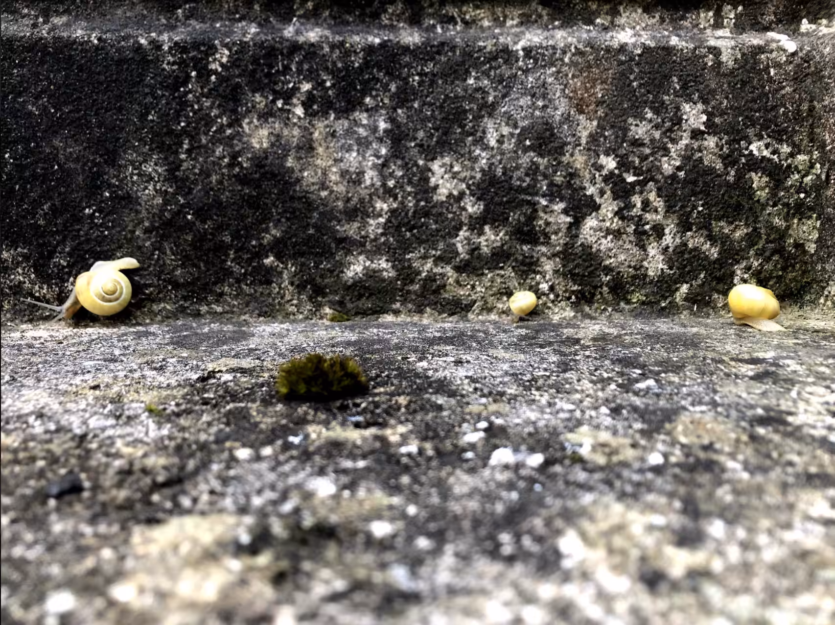 Snail family [Lierganes (Cantabria, Spain)]