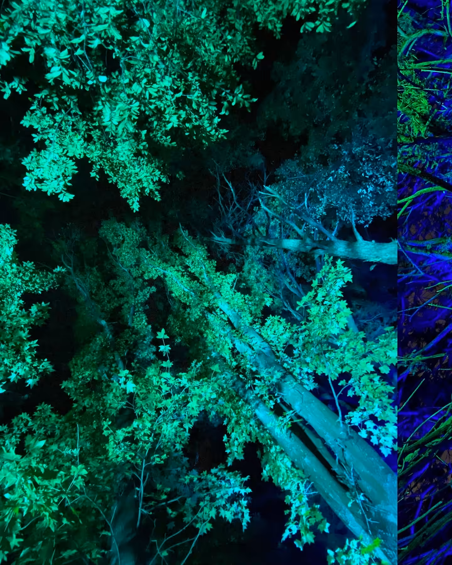 LUMINESCENCE