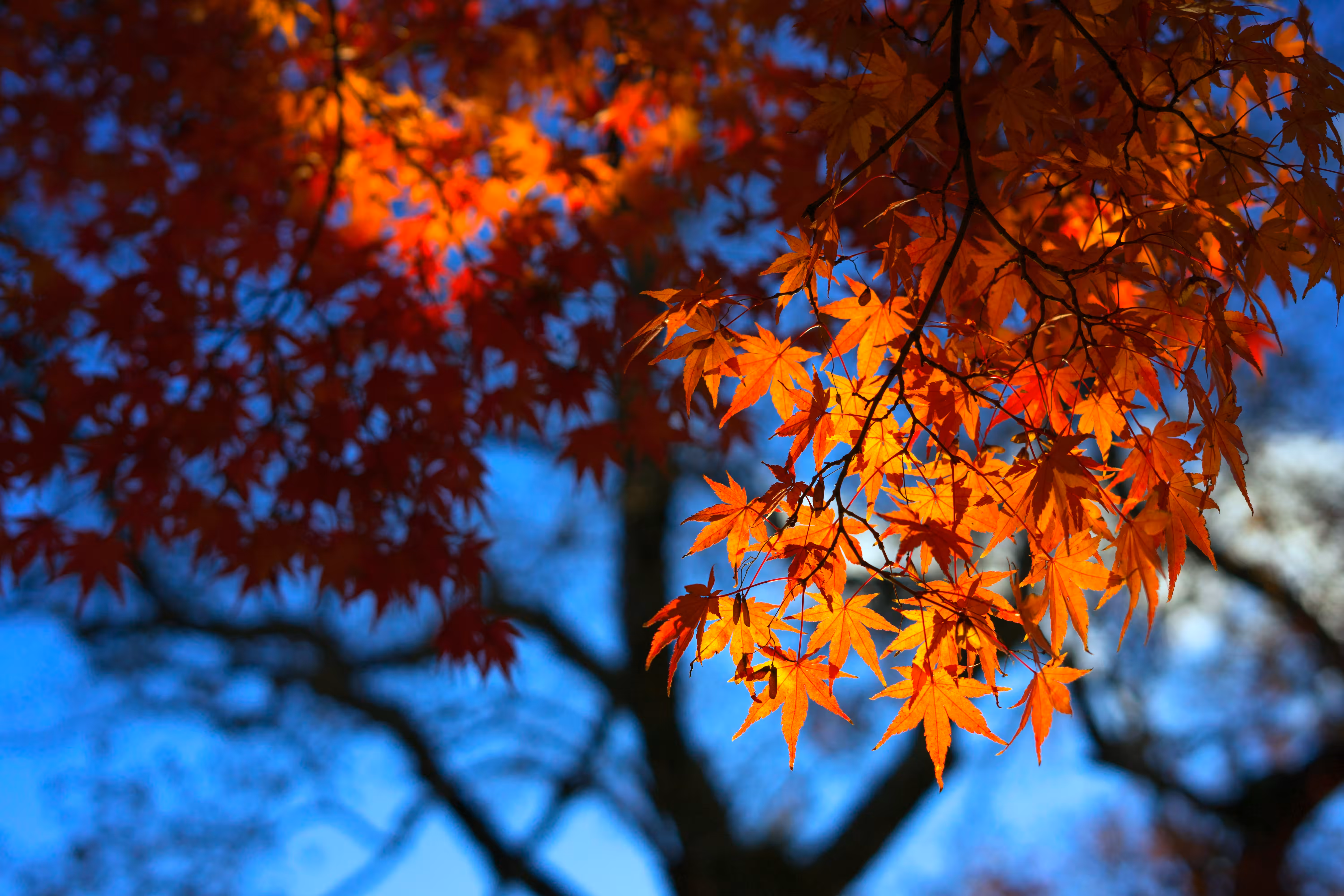 Orange in the autumn.