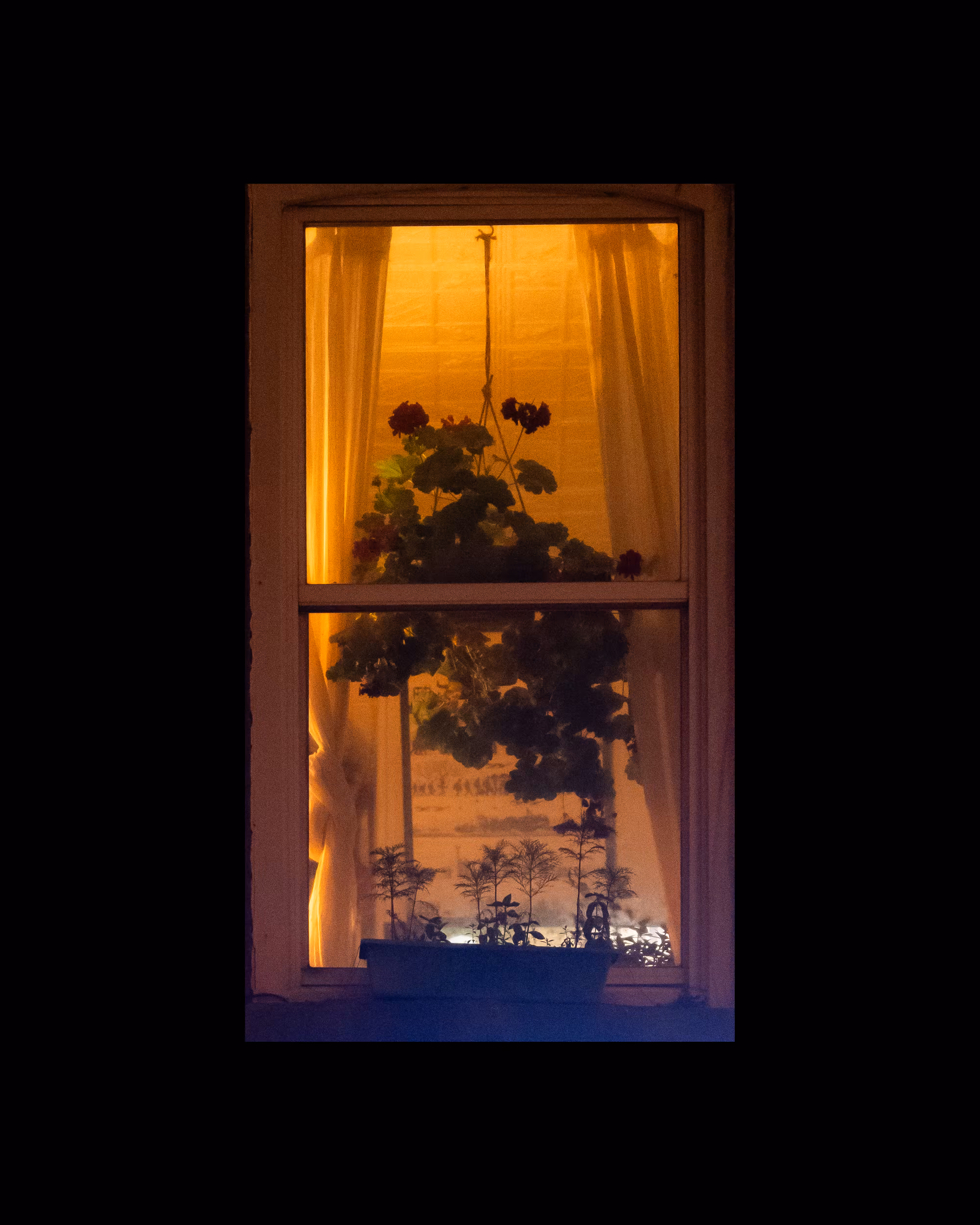 WINDOWS // NYC: WINDOW 446