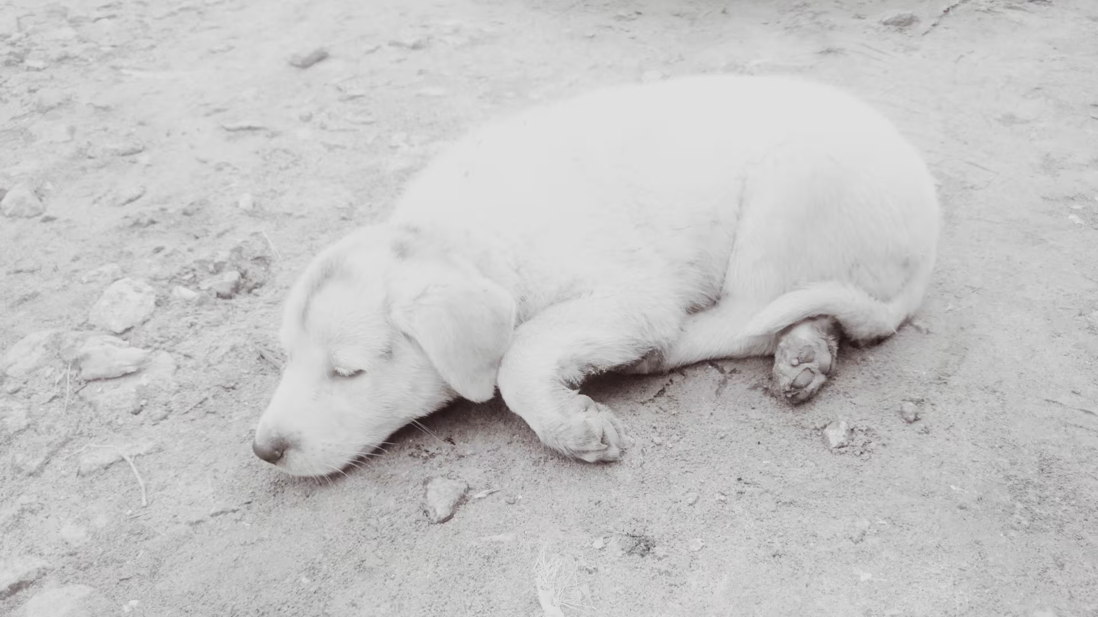 Puppy
