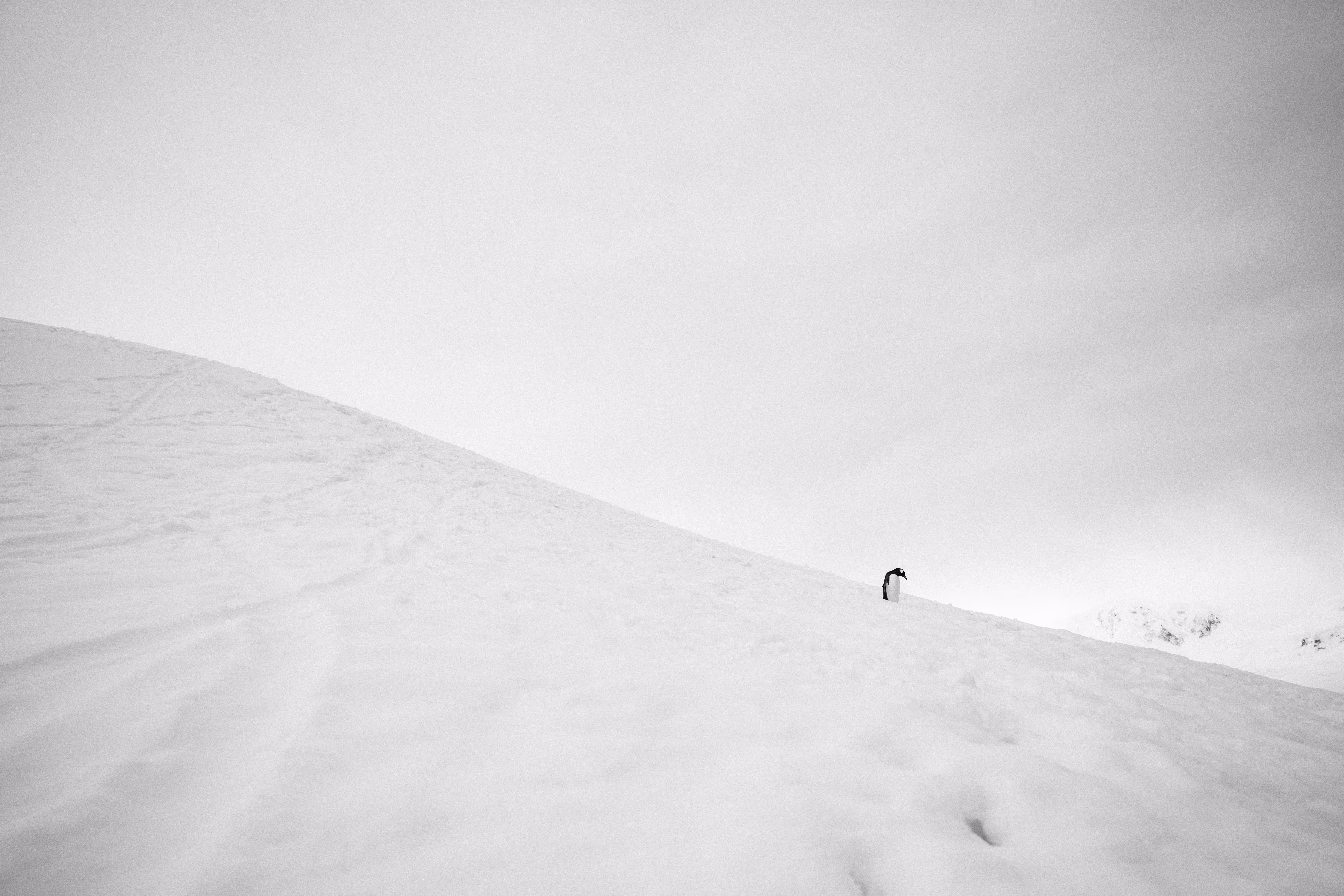 The Last Climb
