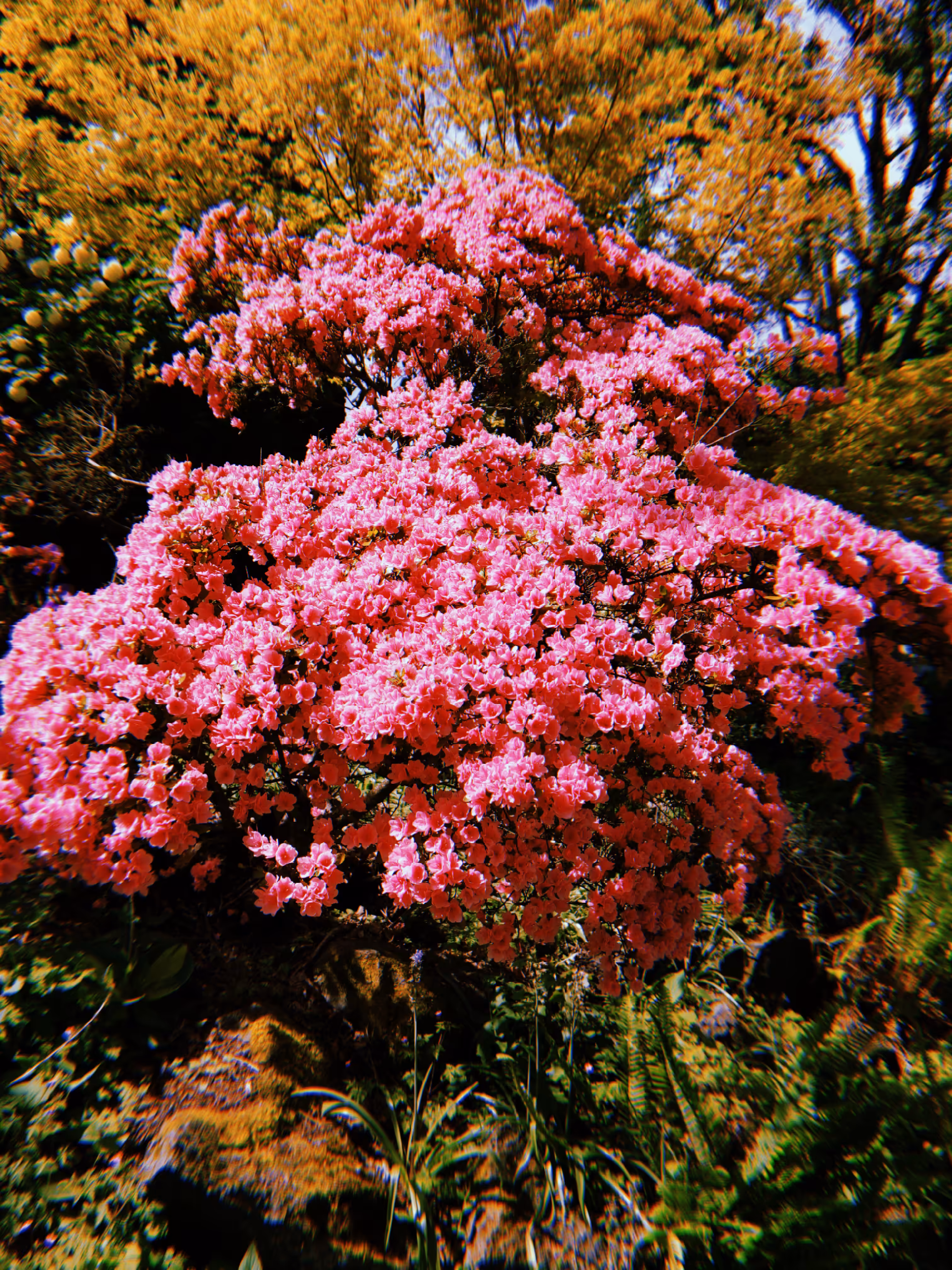 #3 is pink