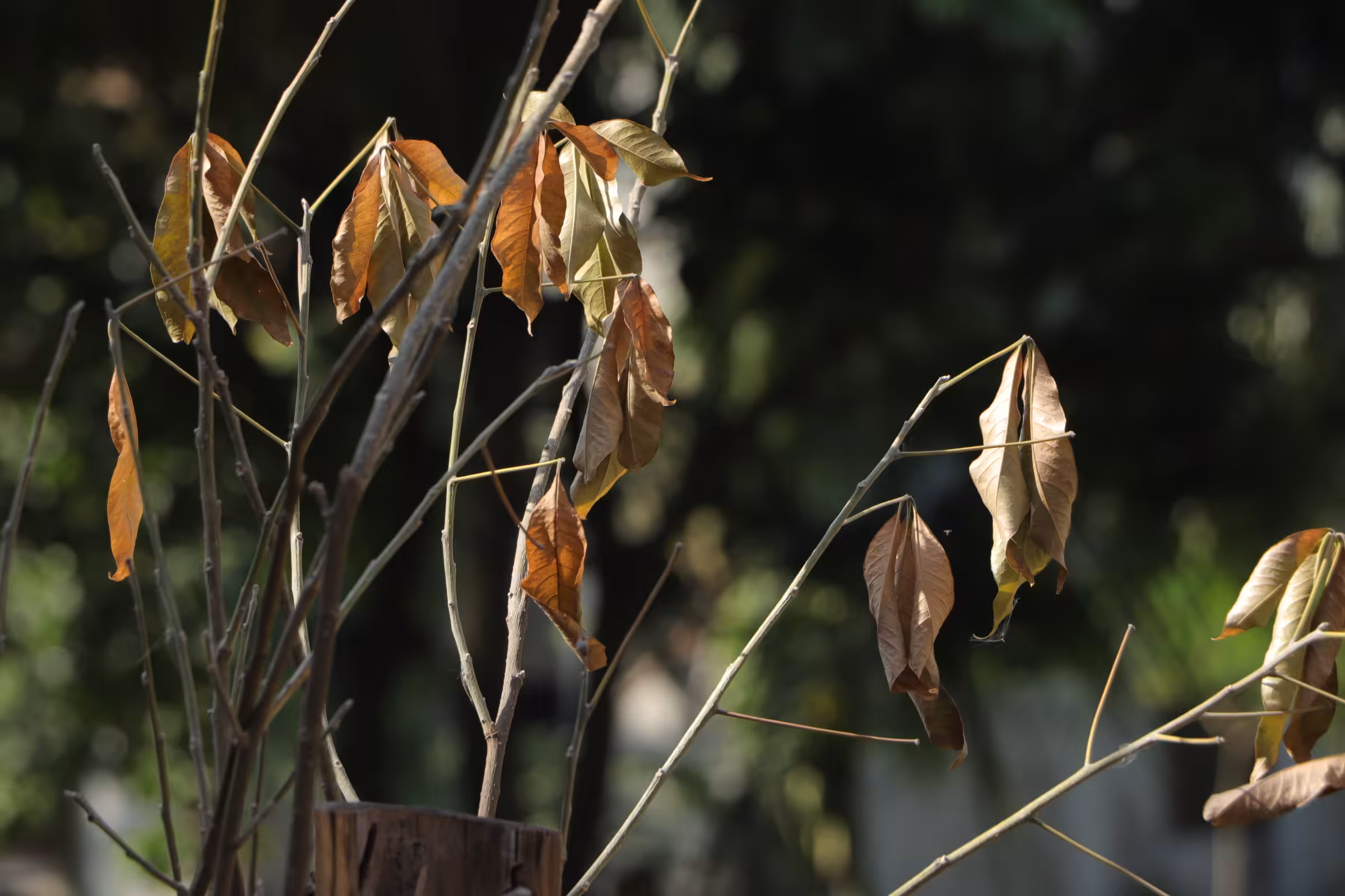 Alarm of nature.