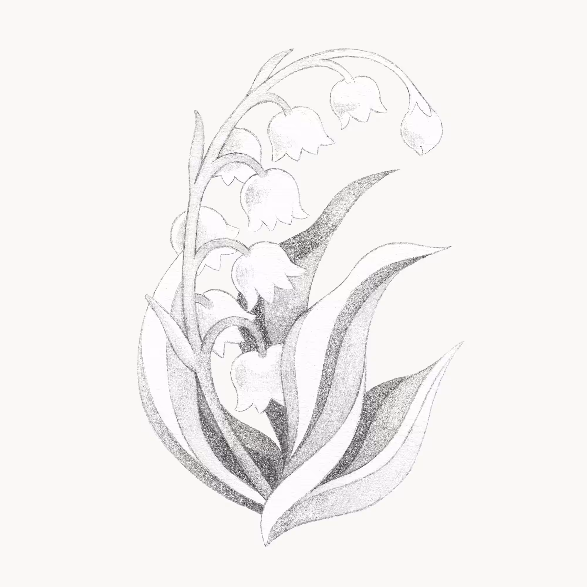 Lily of the Valley