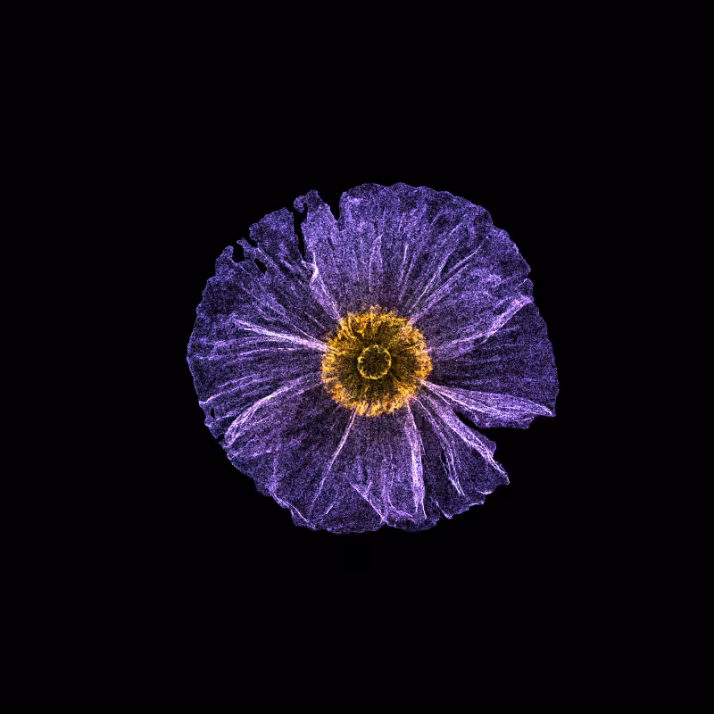 White Poppy 30 #206