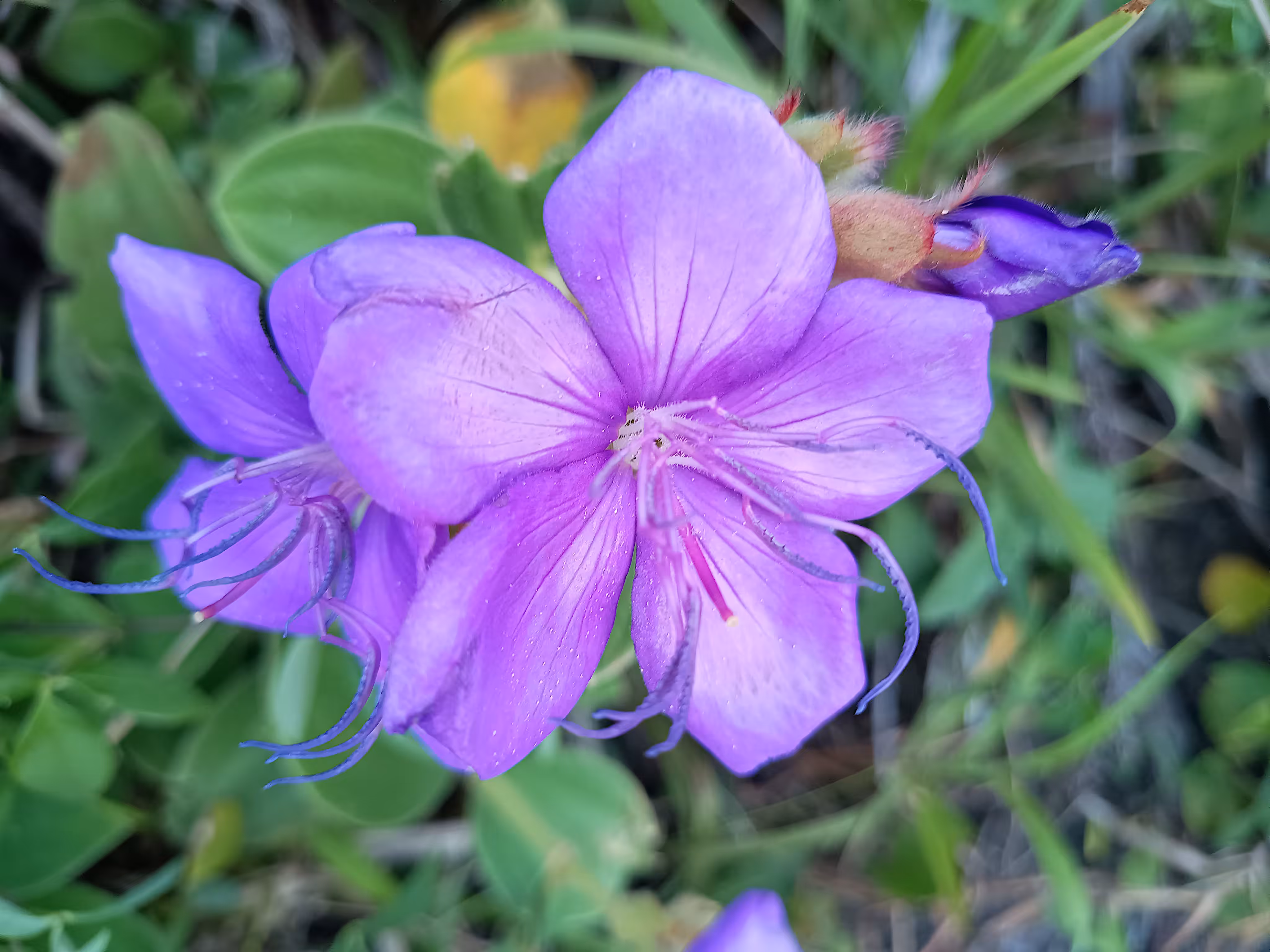 Delicate
