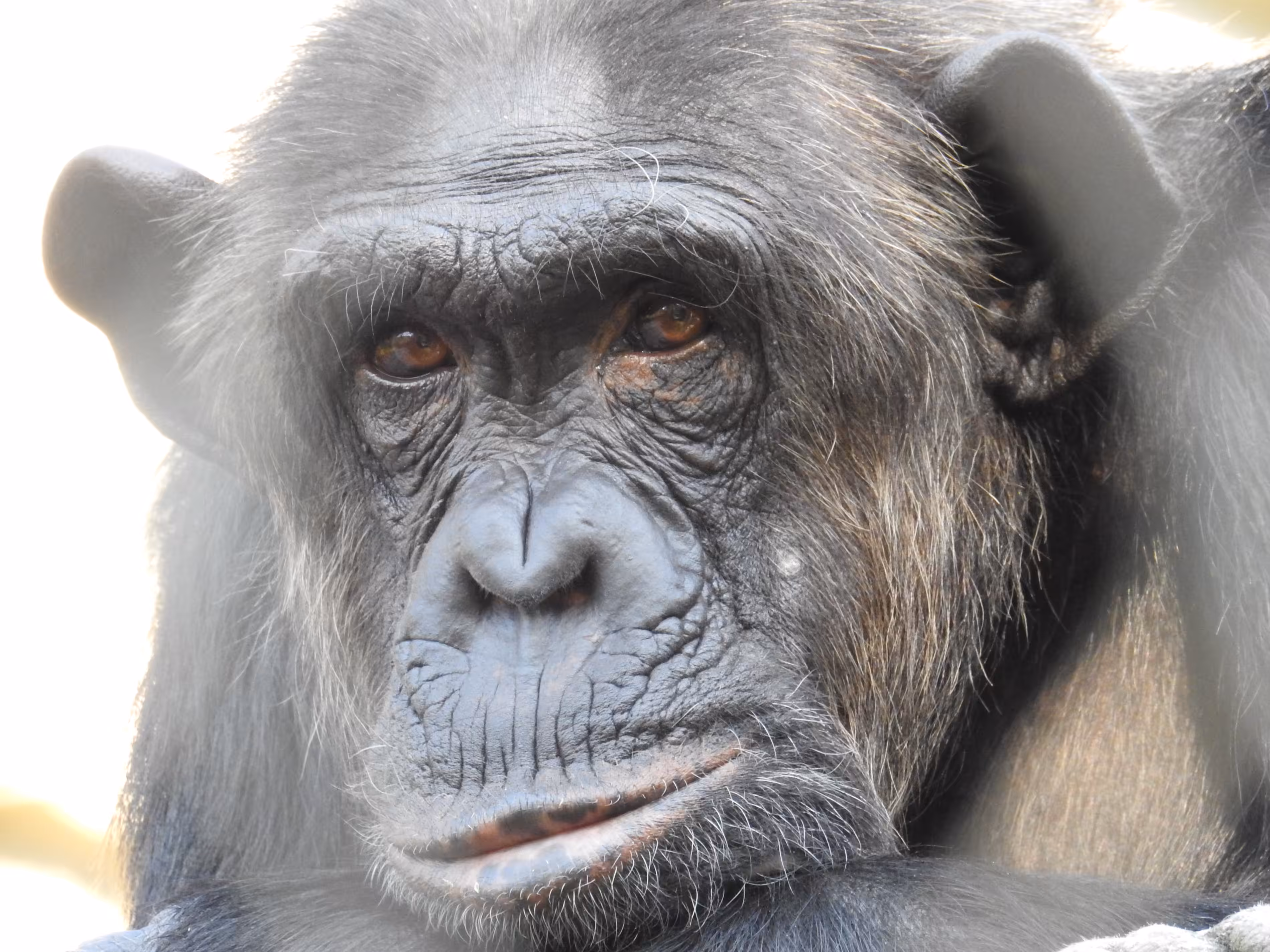 The Real "Bored Ape"