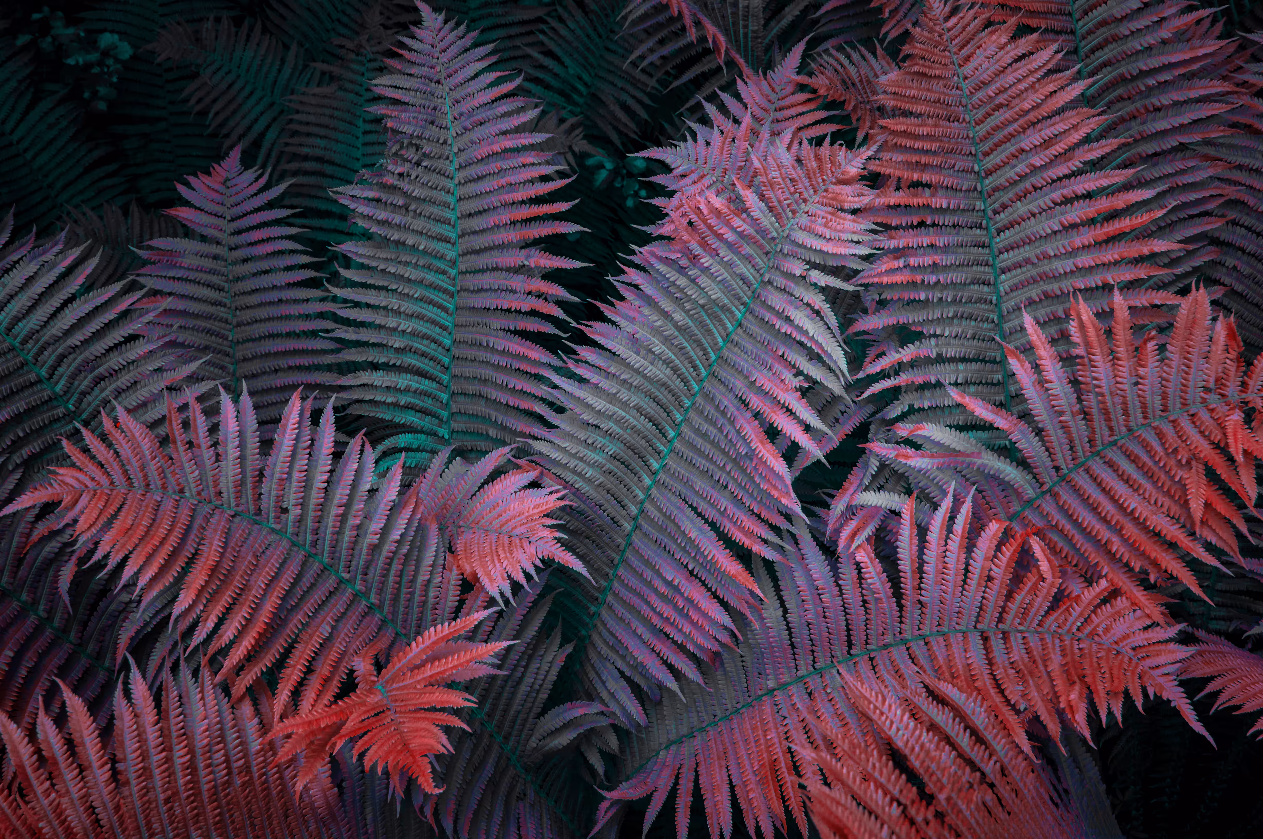4/20 INFRARED