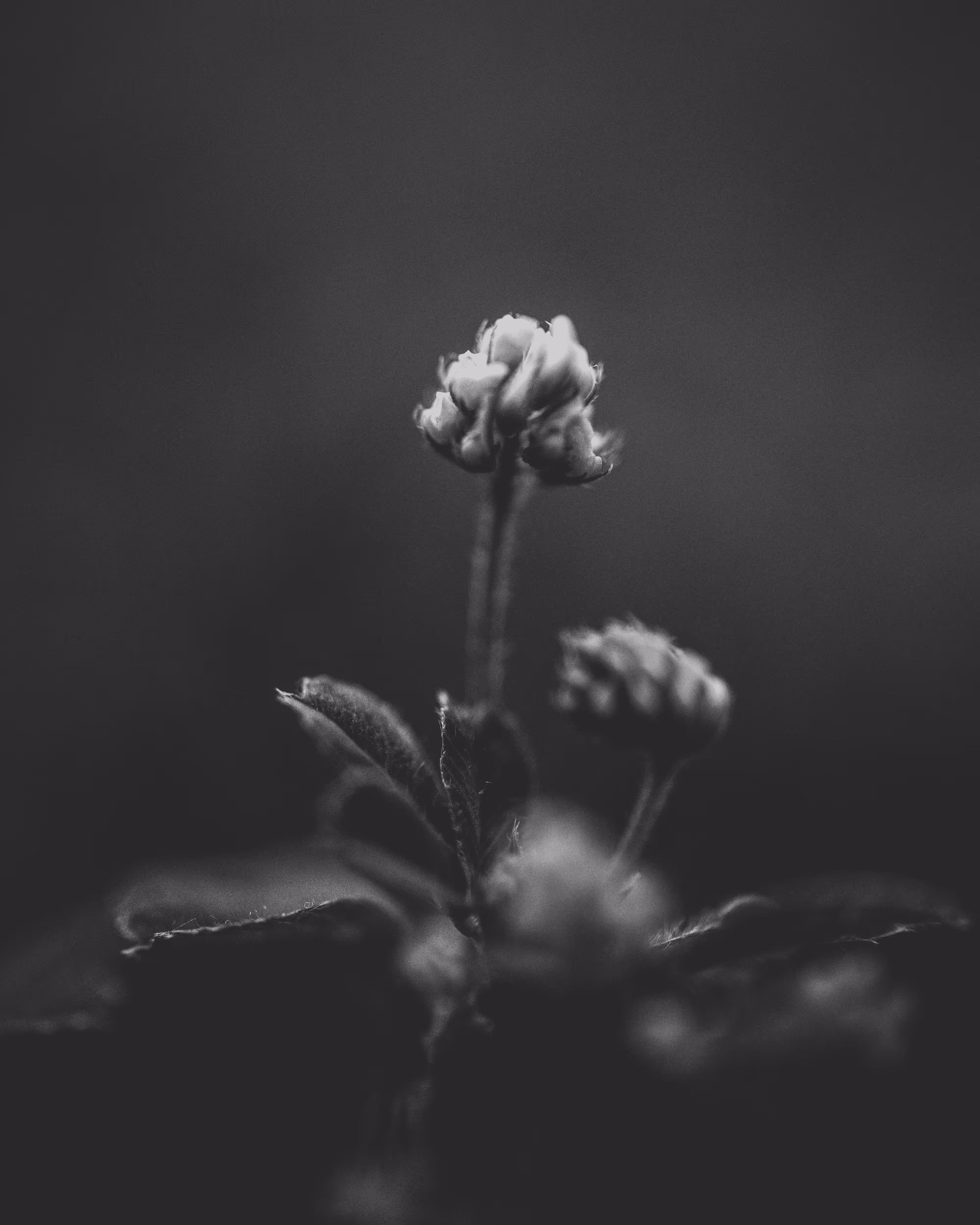 Dualism
