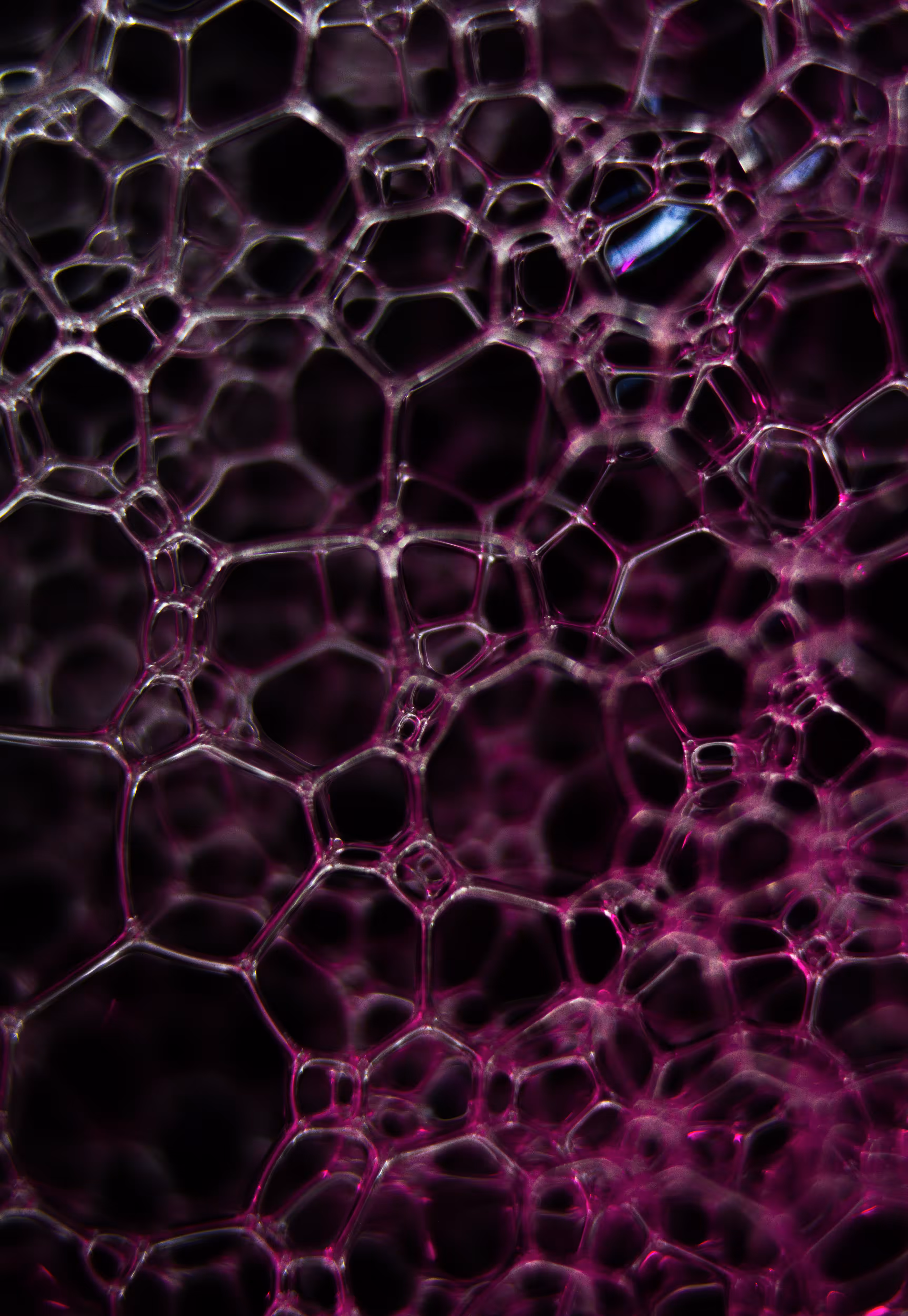 #53 Bubbles