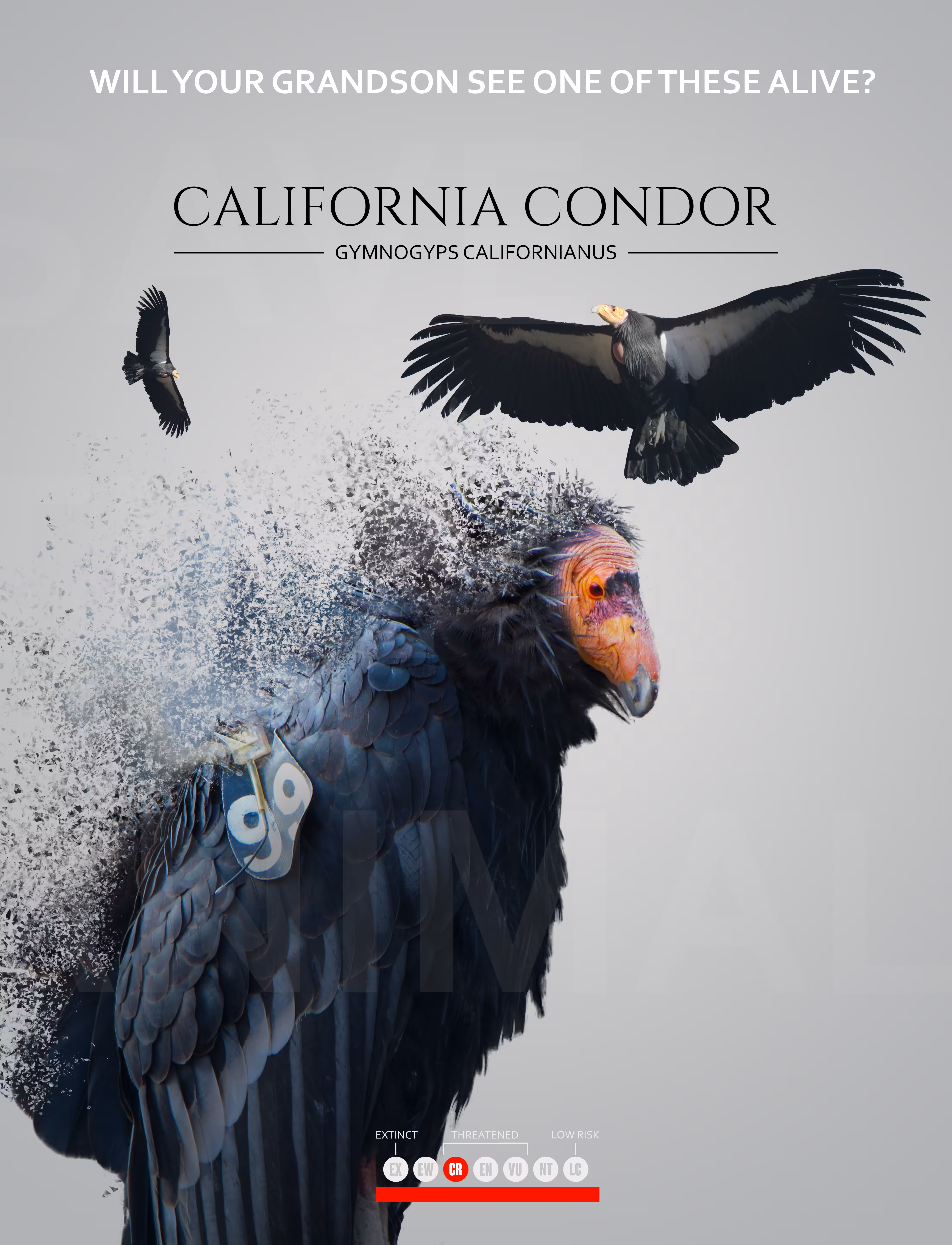 California Condor - Save the animals