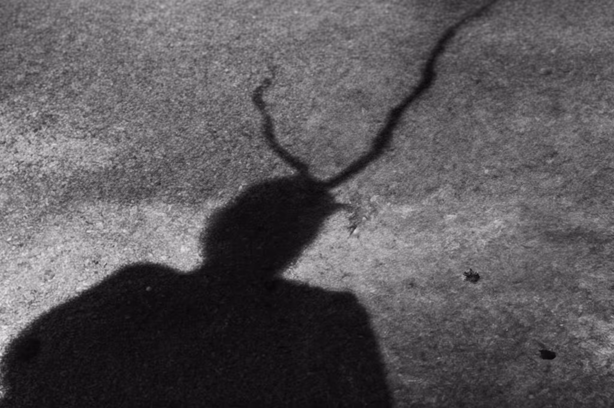 Shadow of the Satyr
