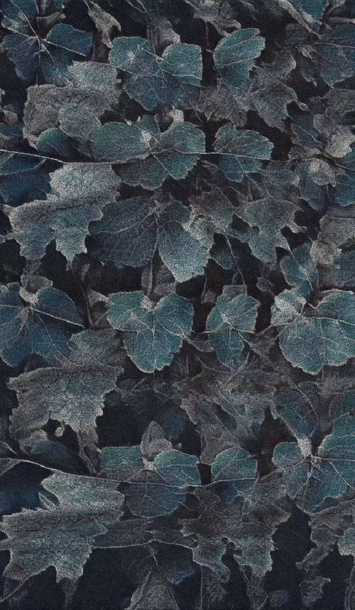 Apparatus Vitis #42