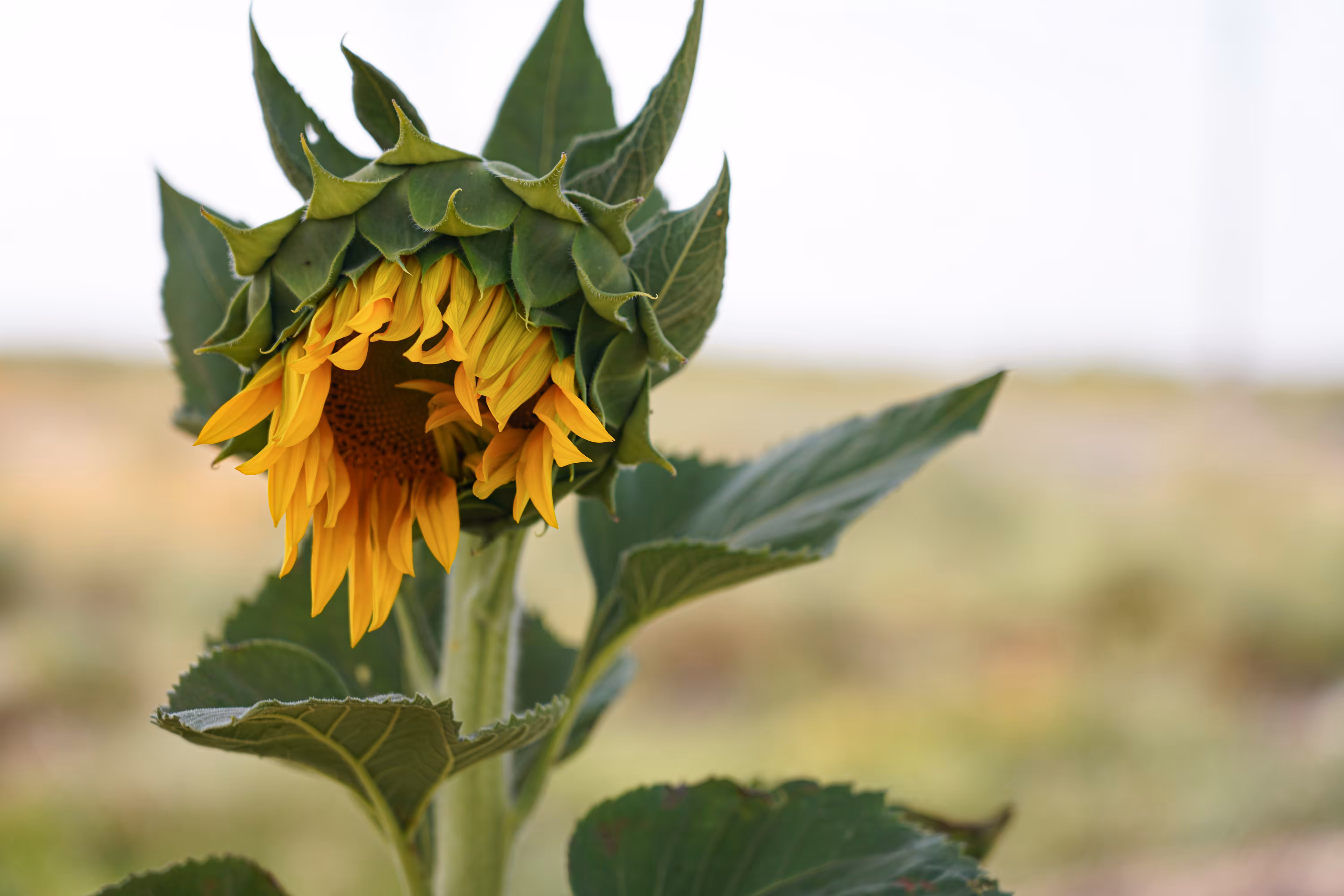 flowers: The Sun's Quiet Awakening