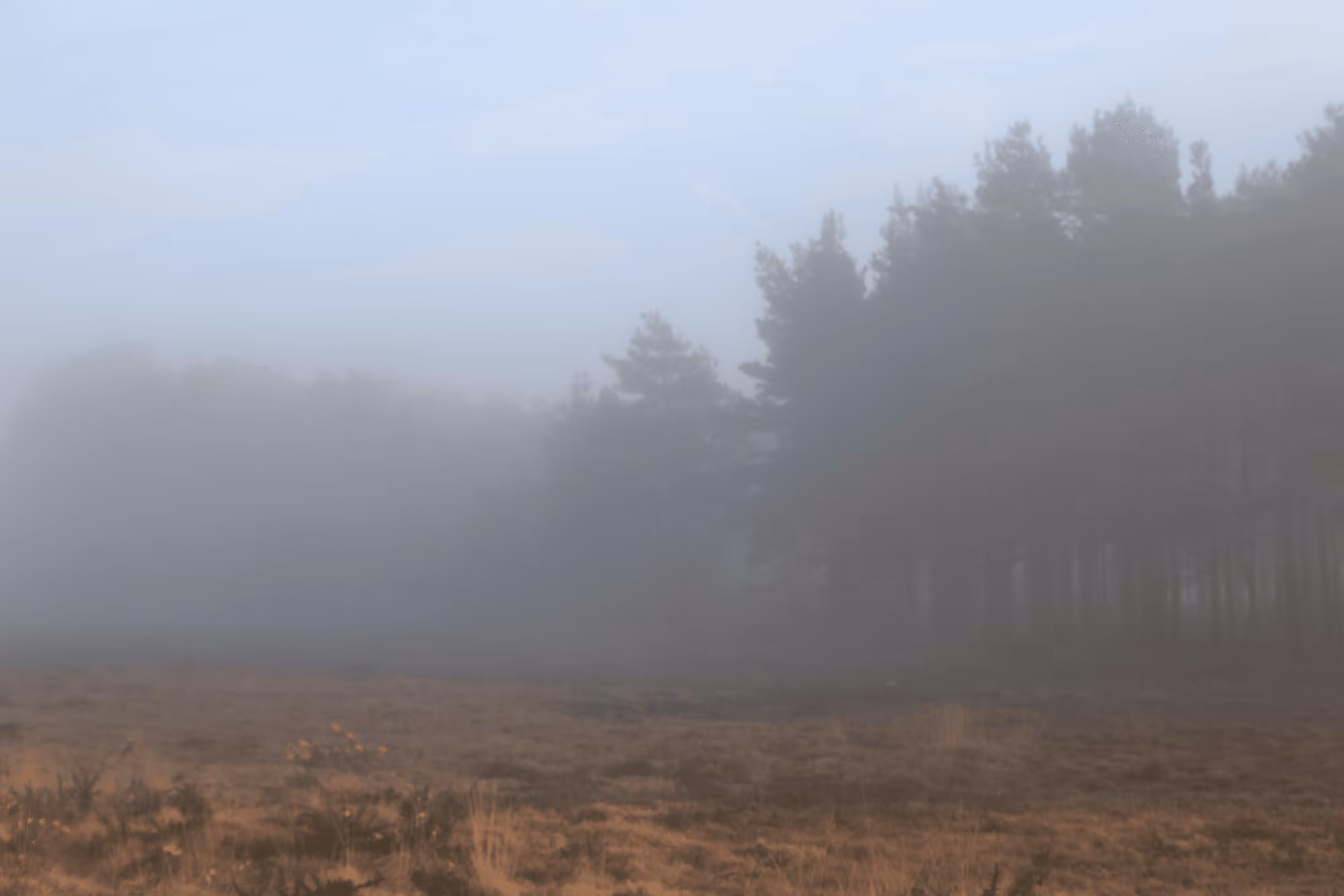 The Edge of the Woods