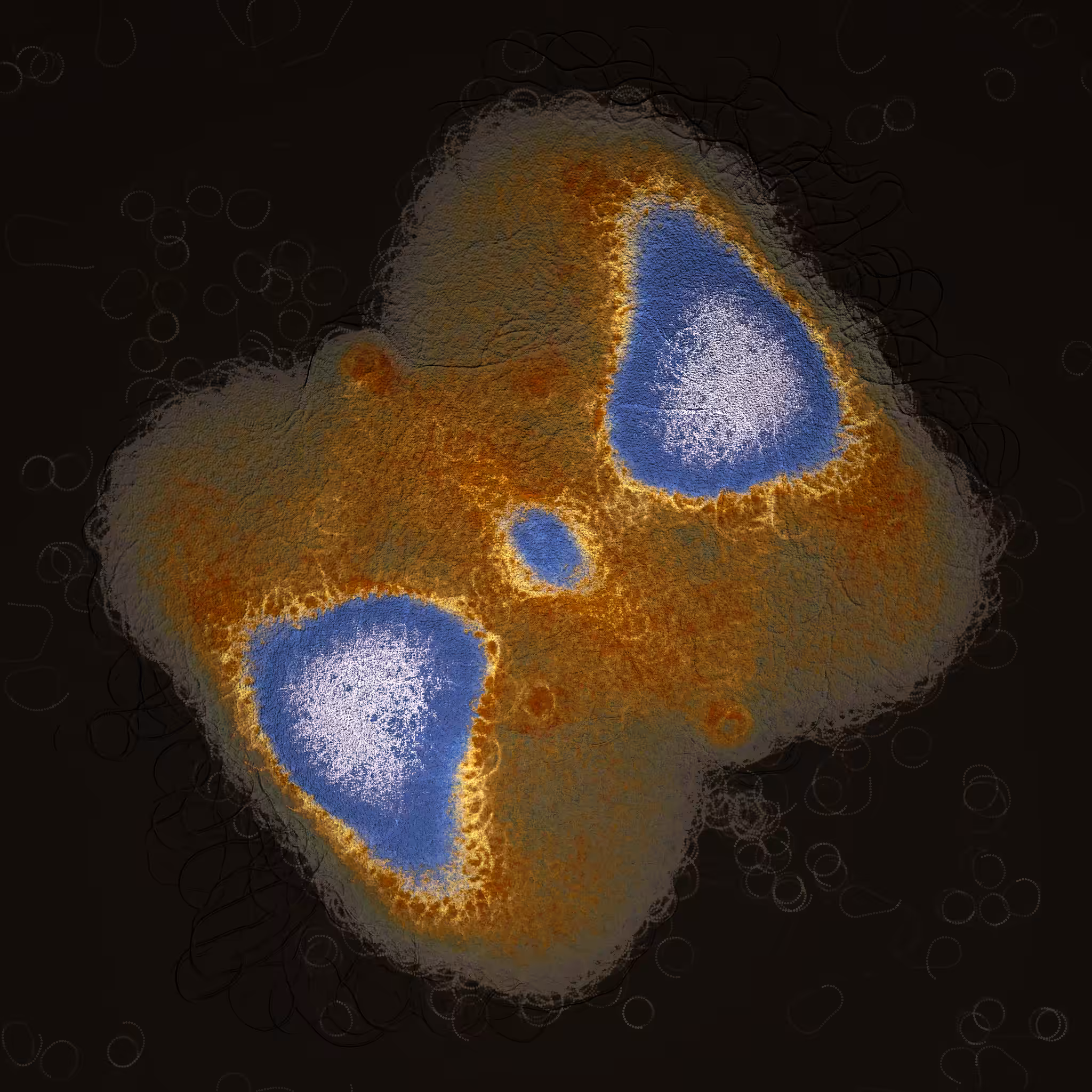 coalescence #152