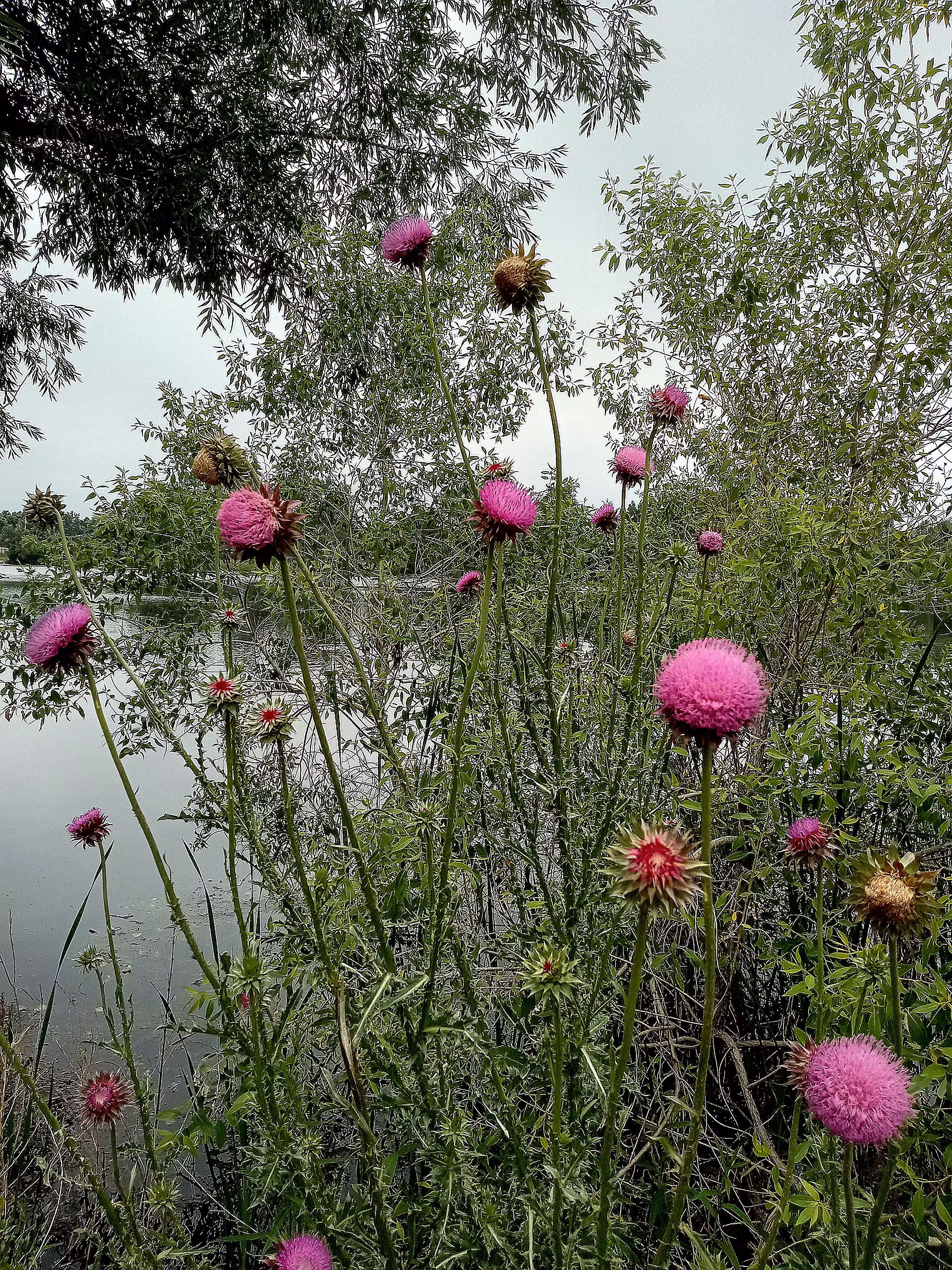At the Lake