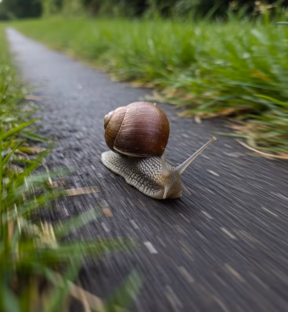 Fast snail