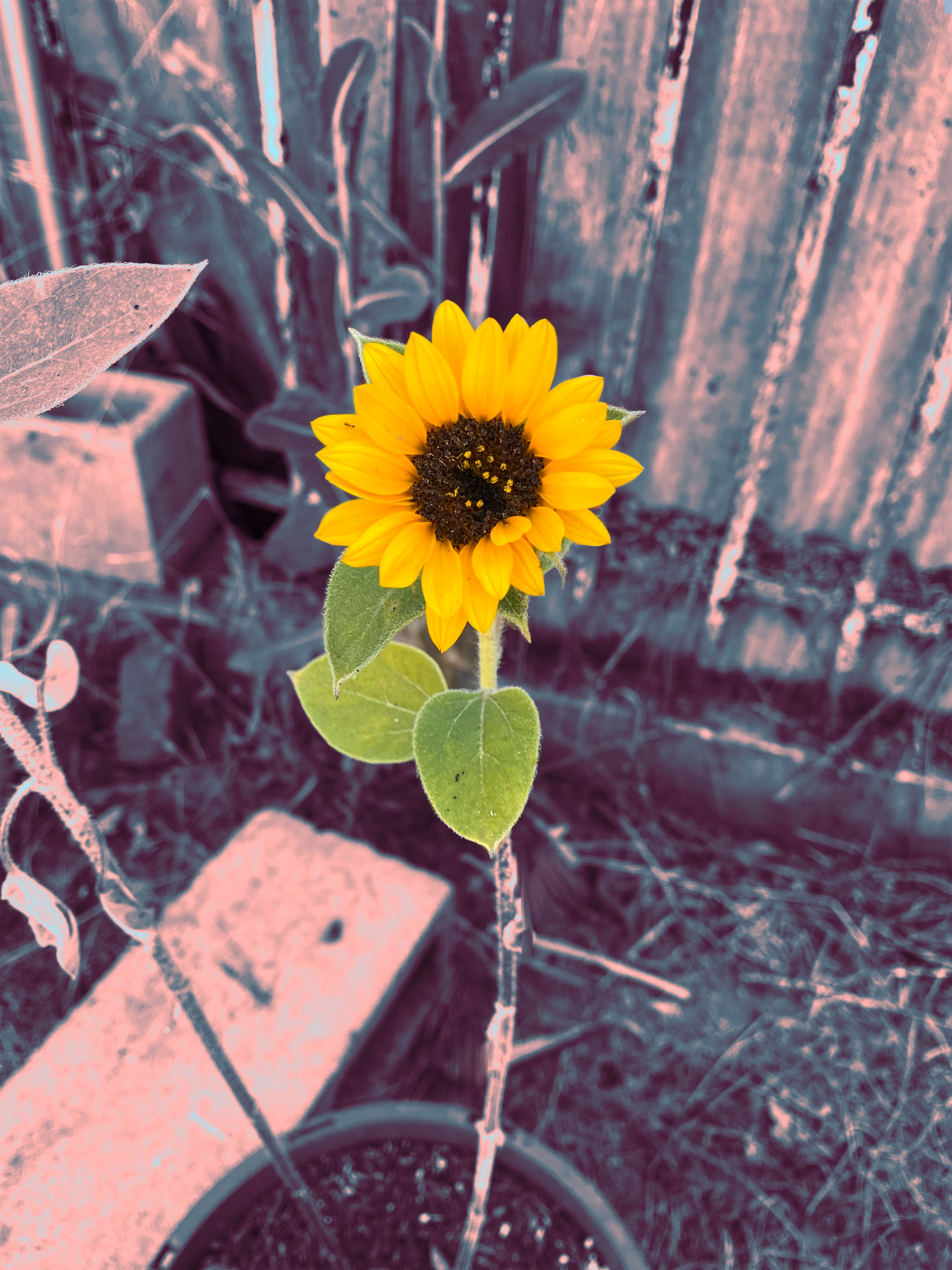First Bloom