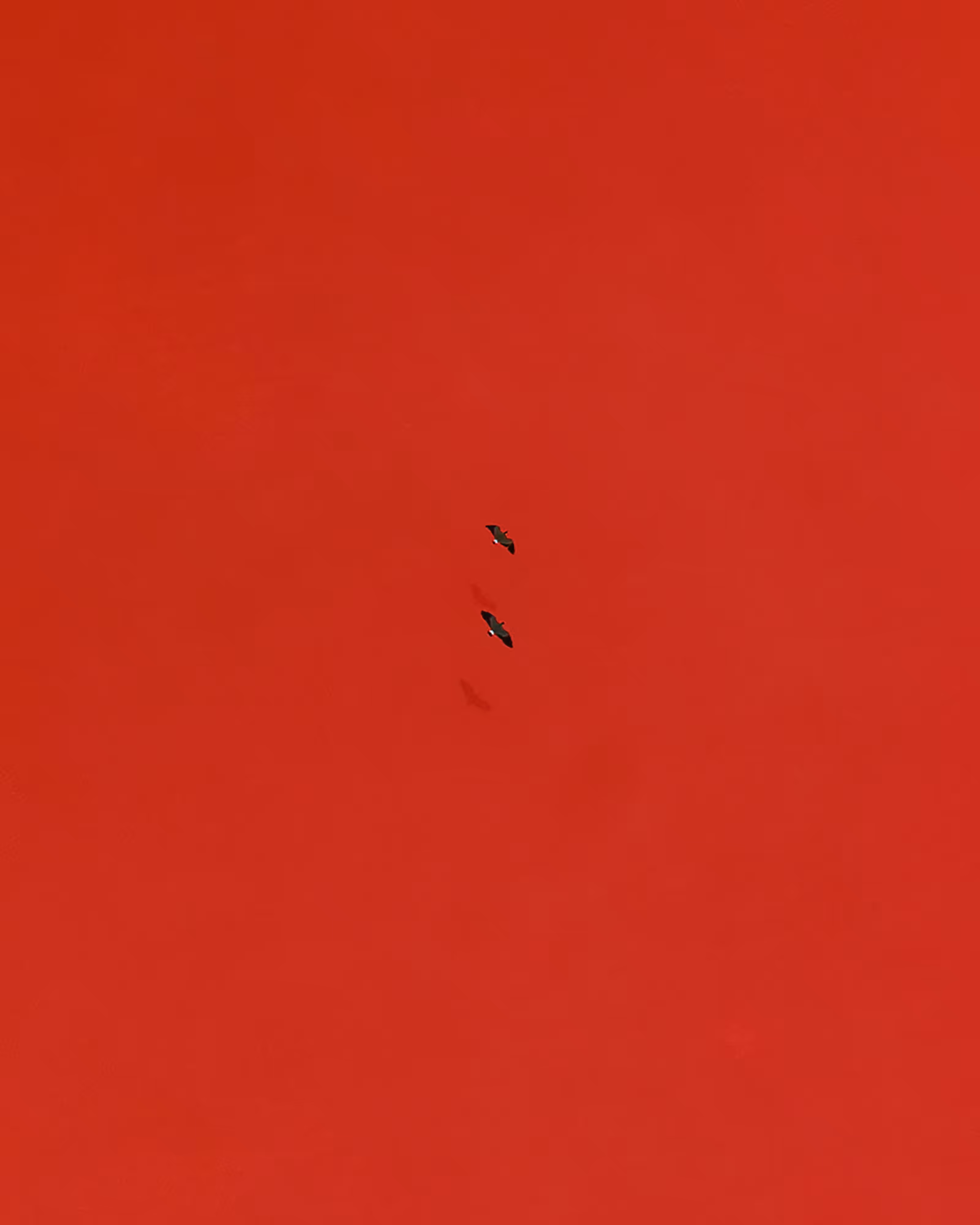 Birds of a feather