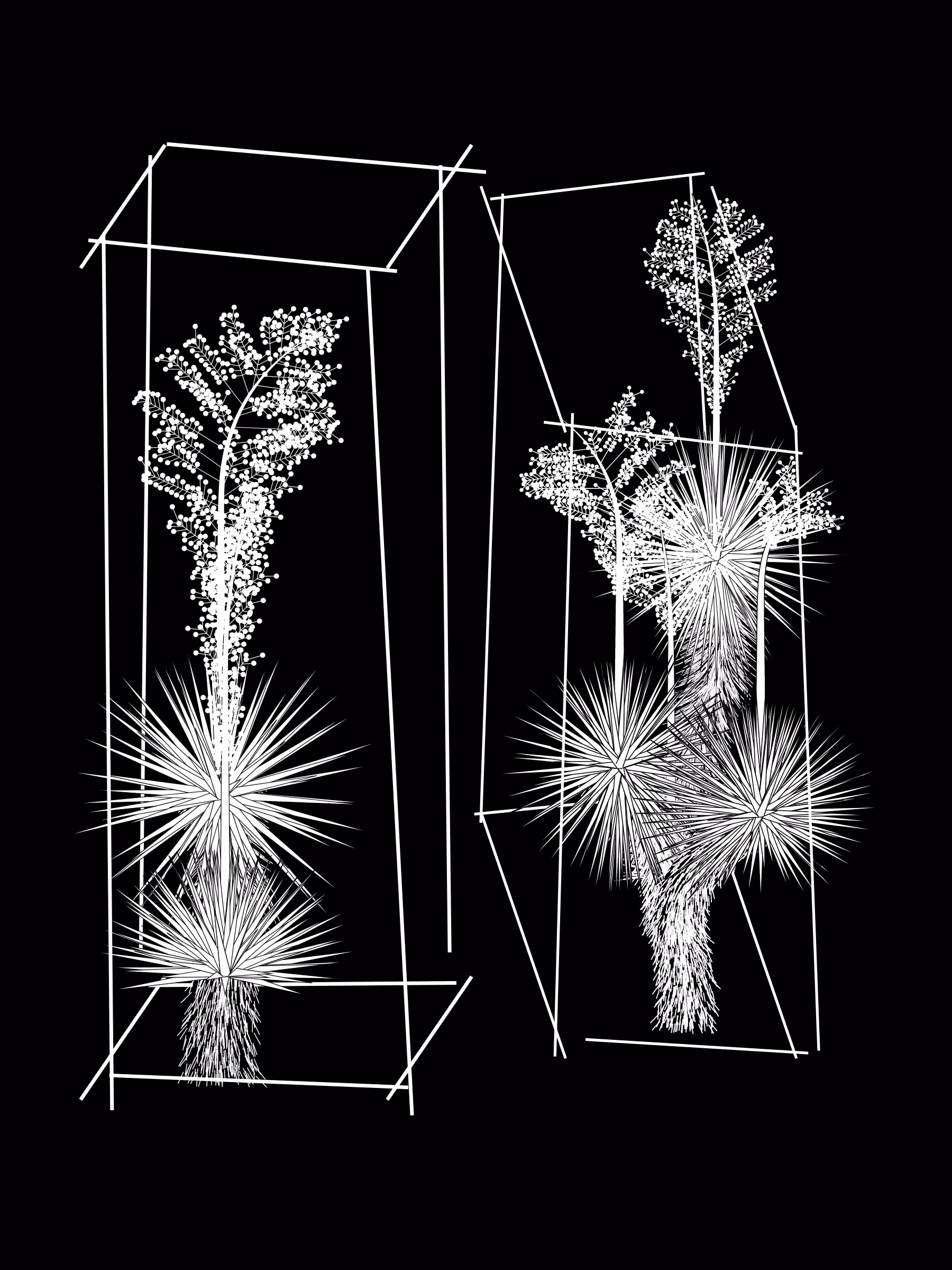 Marfa Yucca #247