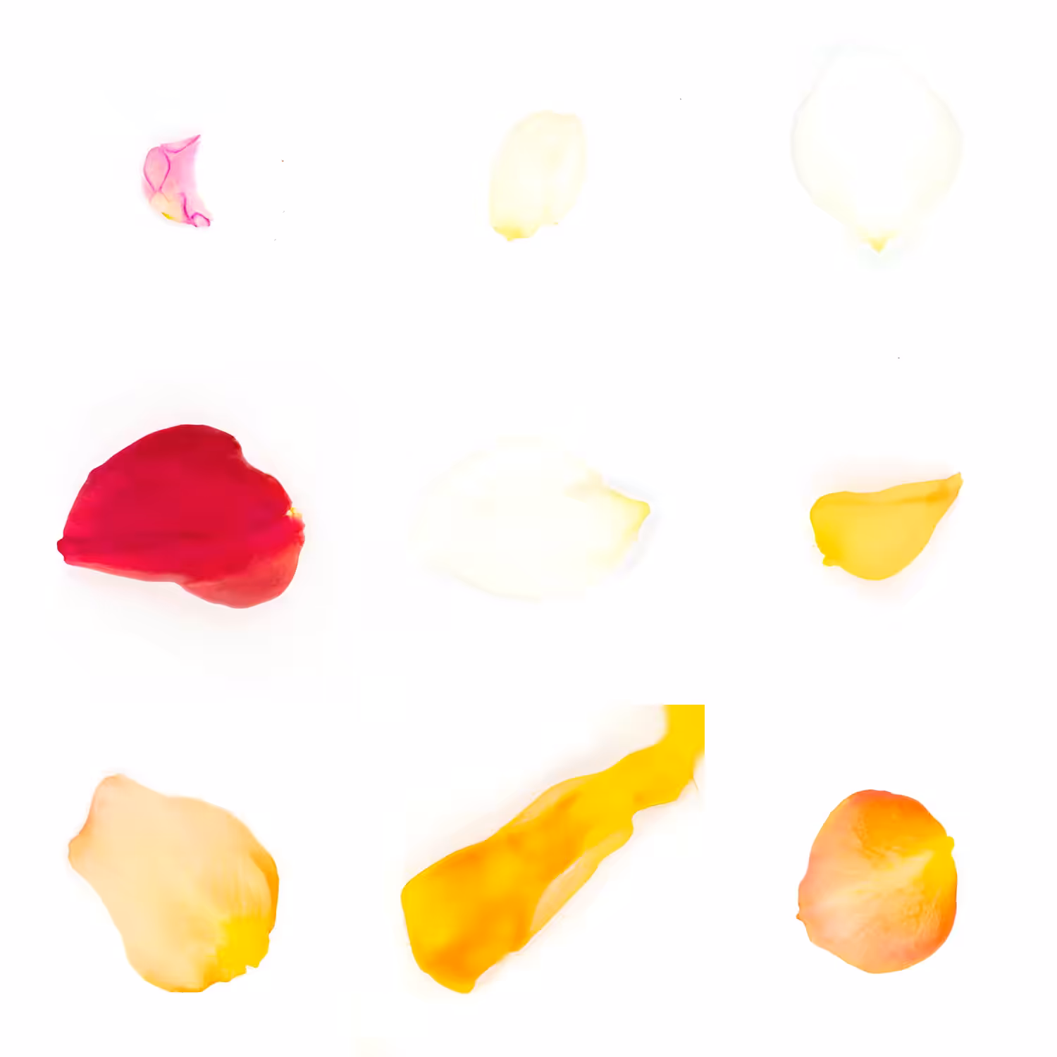 Study for Generated Petals #2