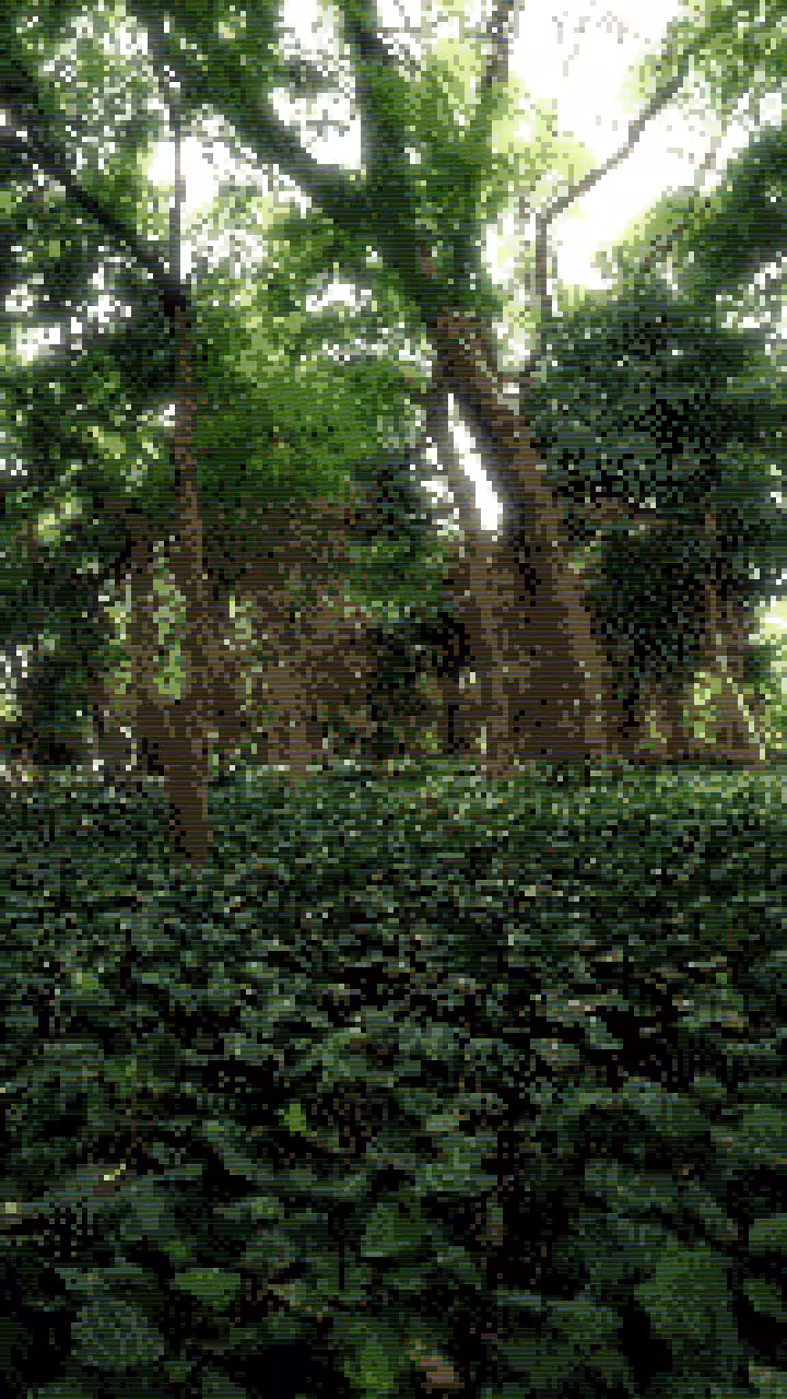 jardín IV